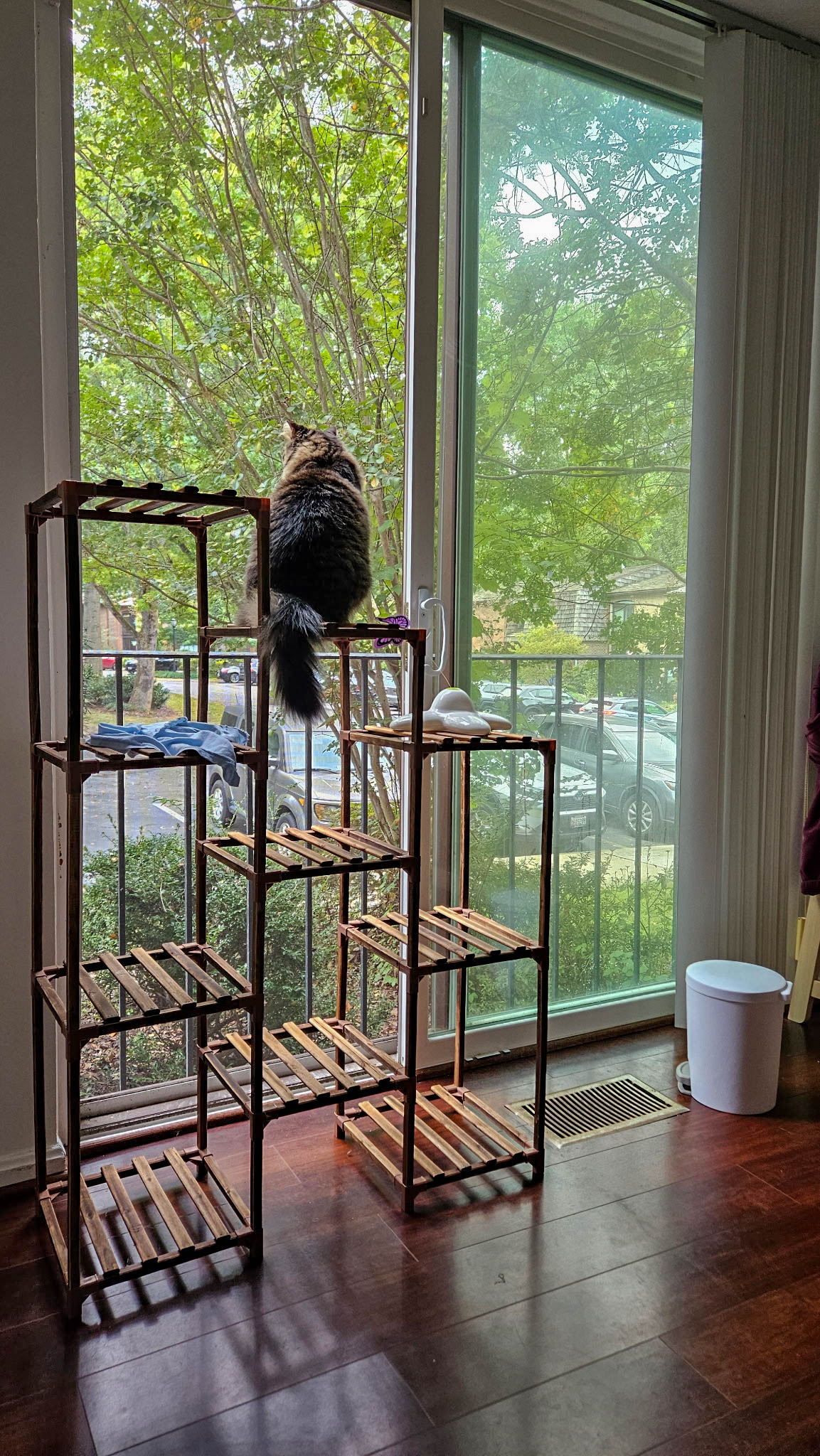 My cat on a plant stand, looking out the window.