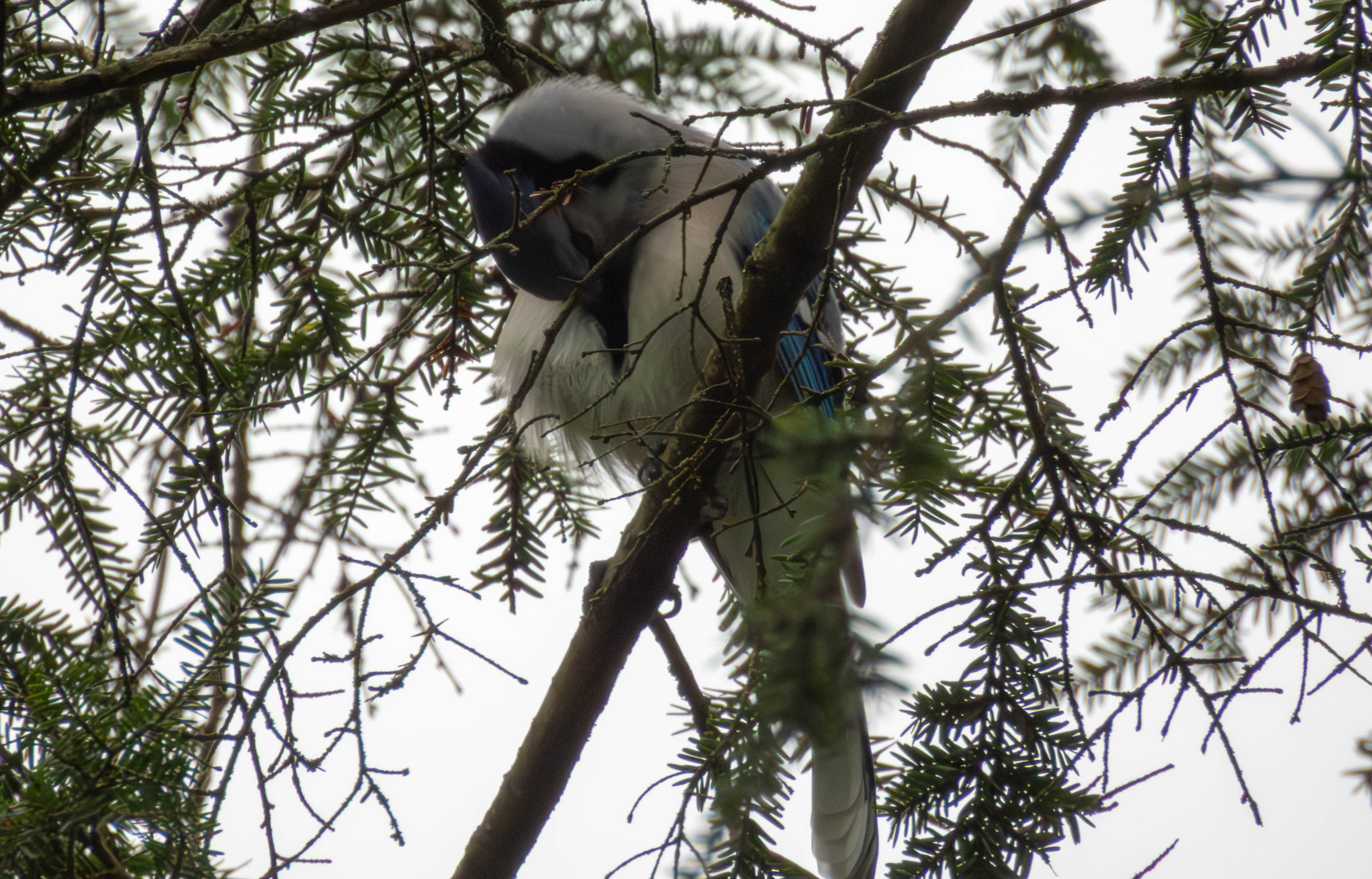 Blue jay