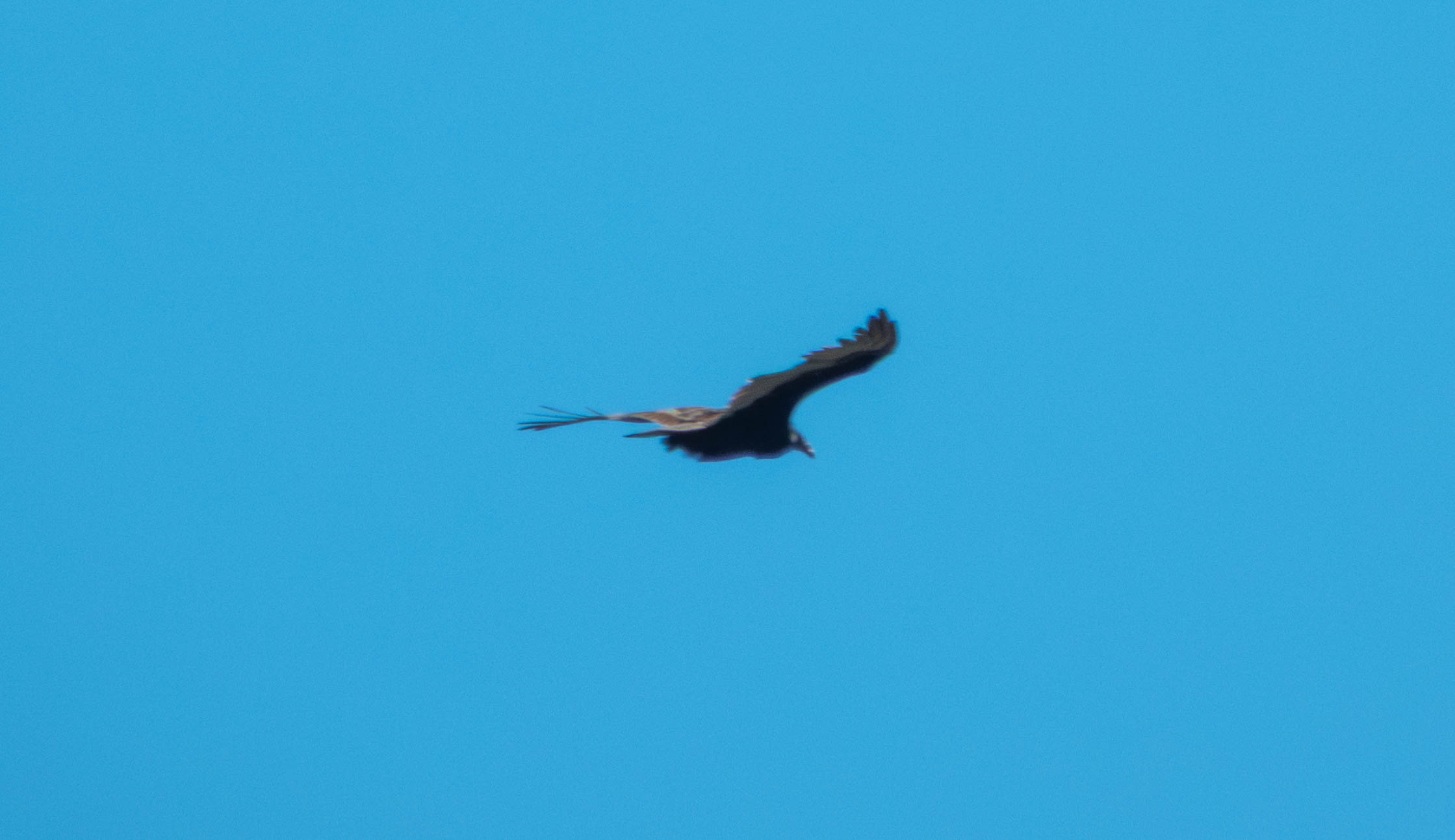 Turkey vulture