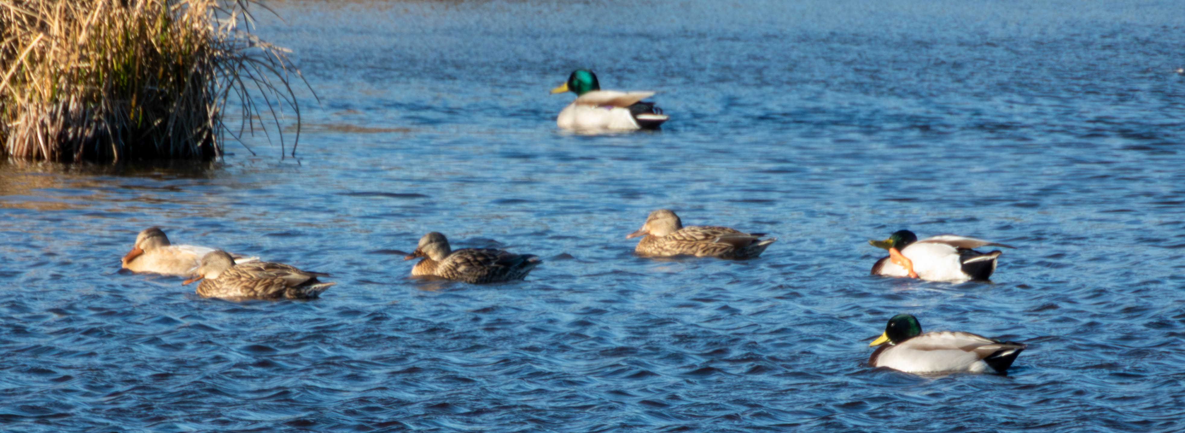 Ducks! Mallards
