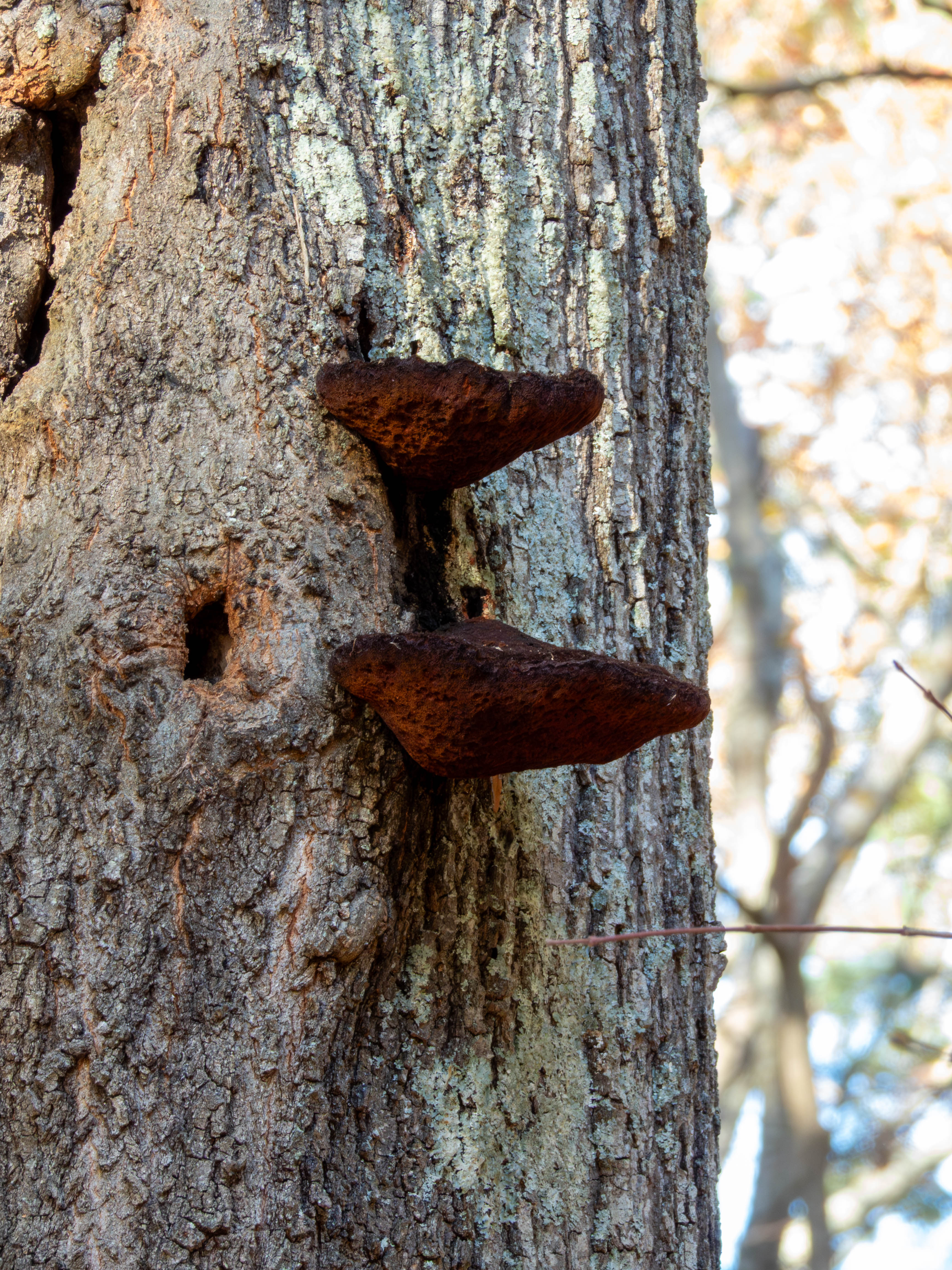 Weird red mushrooms...
