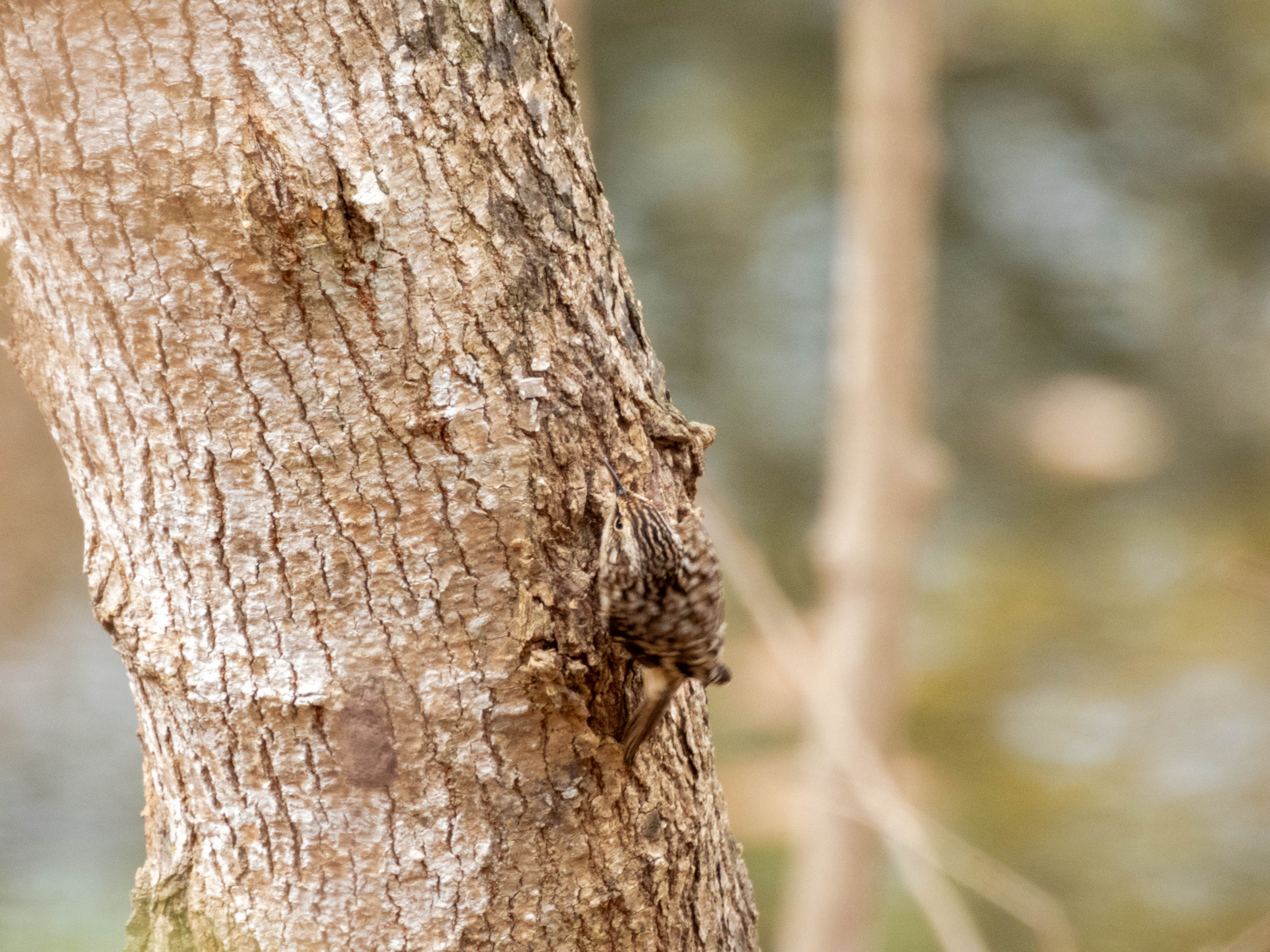 Brown Creeper