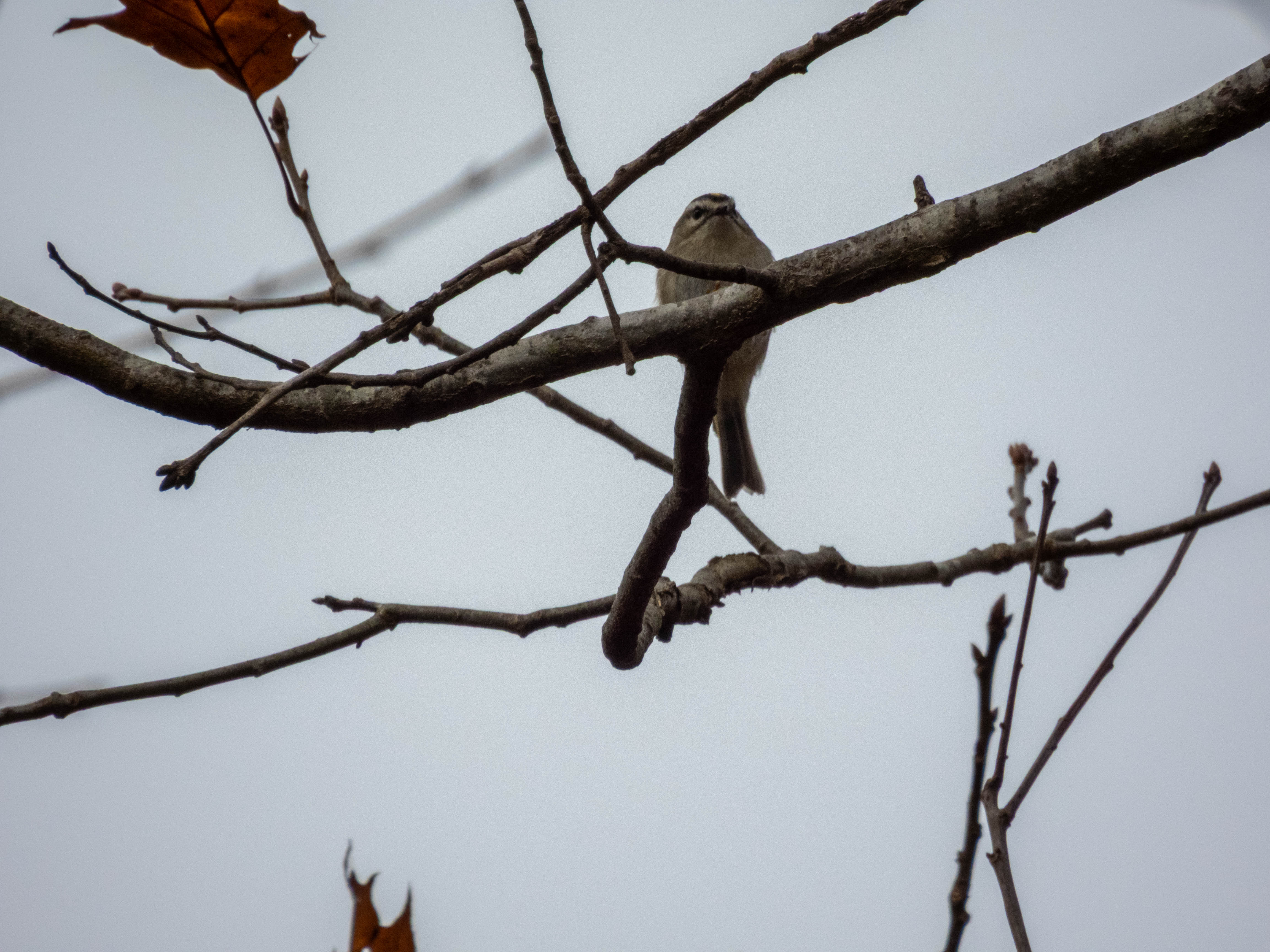 Gold-crowned Kinglet. I was looking for these a lot, but couldn't spot them. Just happened to get a photo of one, didn't even realize it was a gold-crowned kinglet until I checked with merlin.
