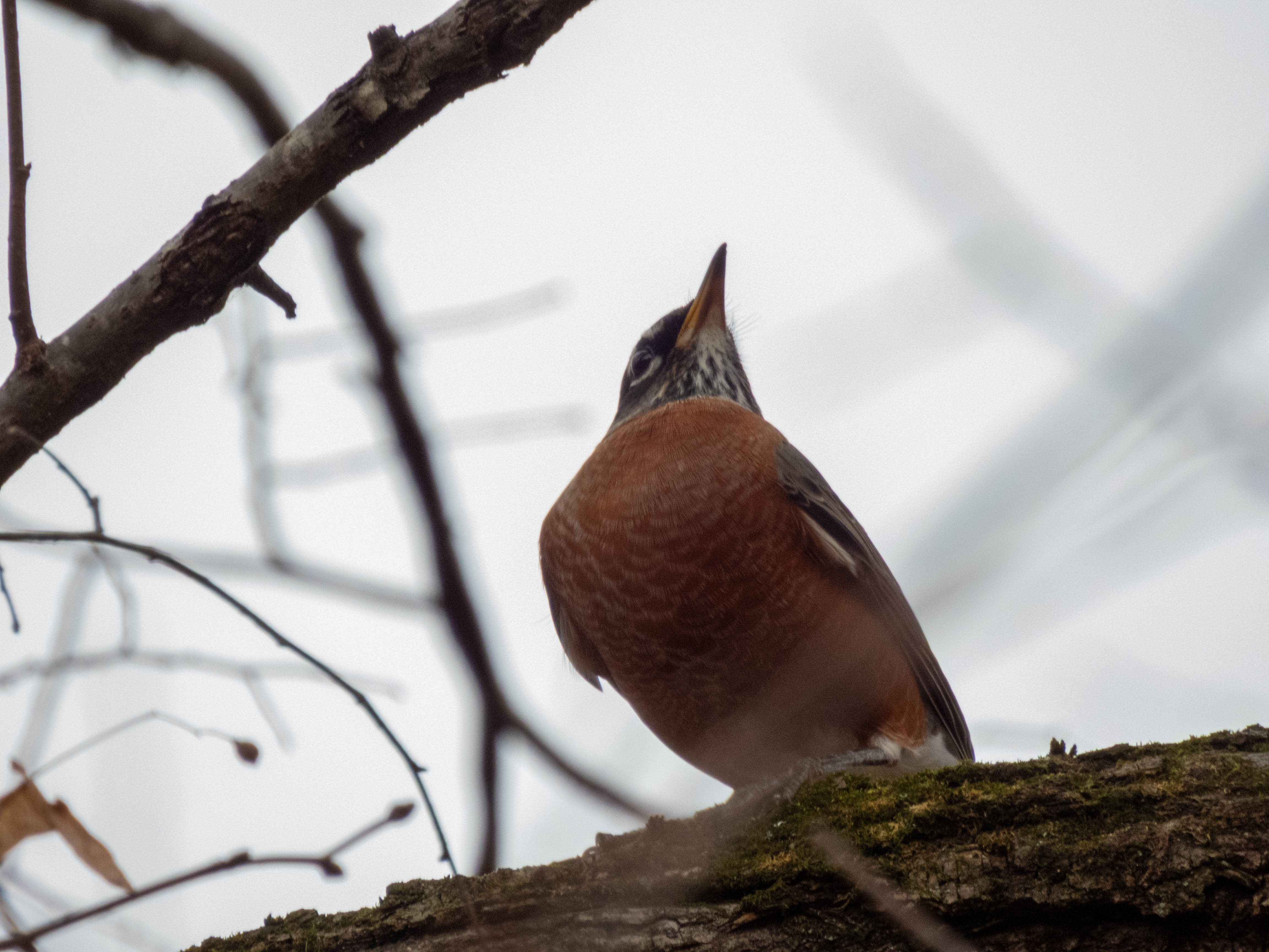 Majestic Robin