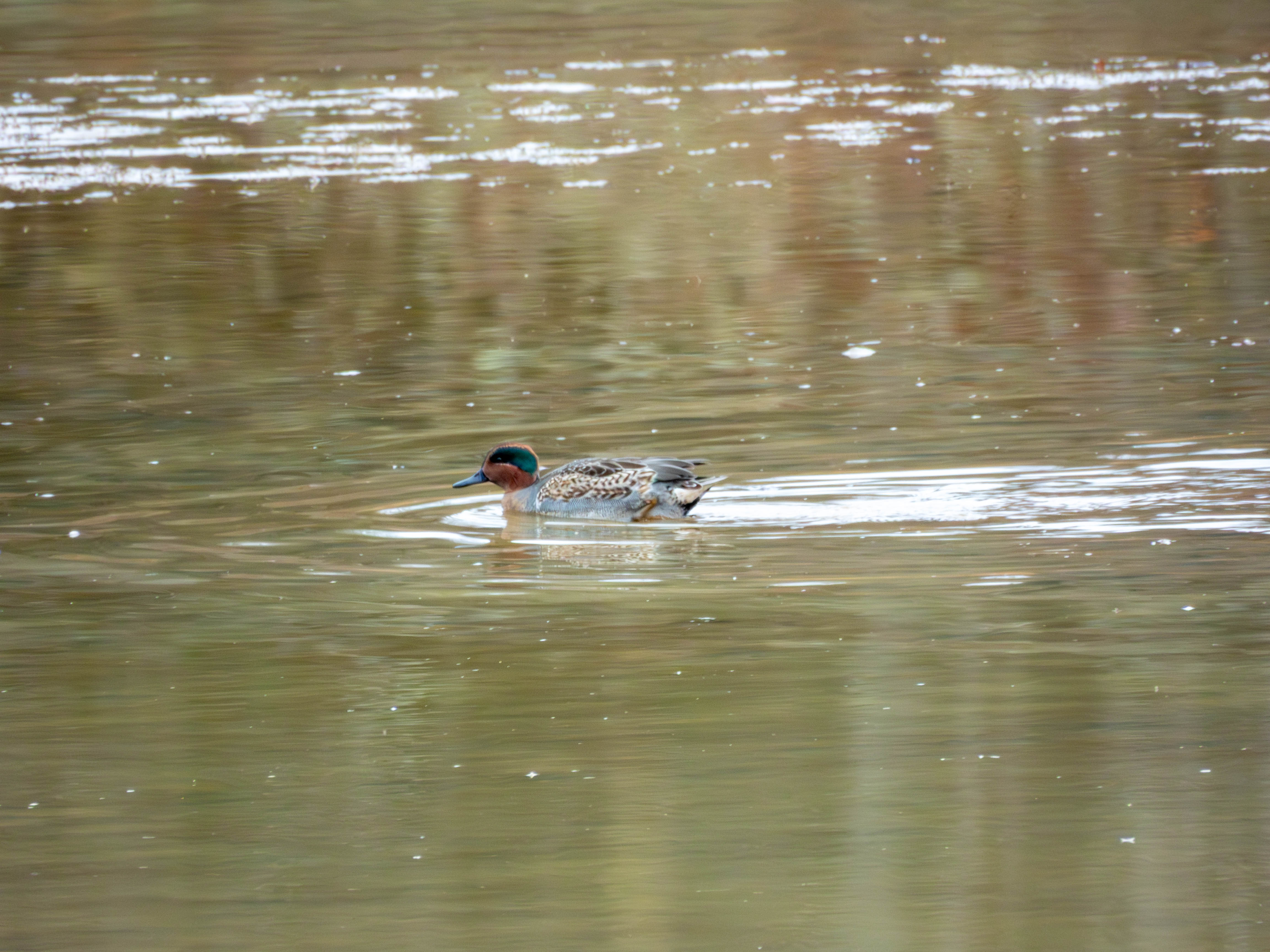 Green-winged Teal again.