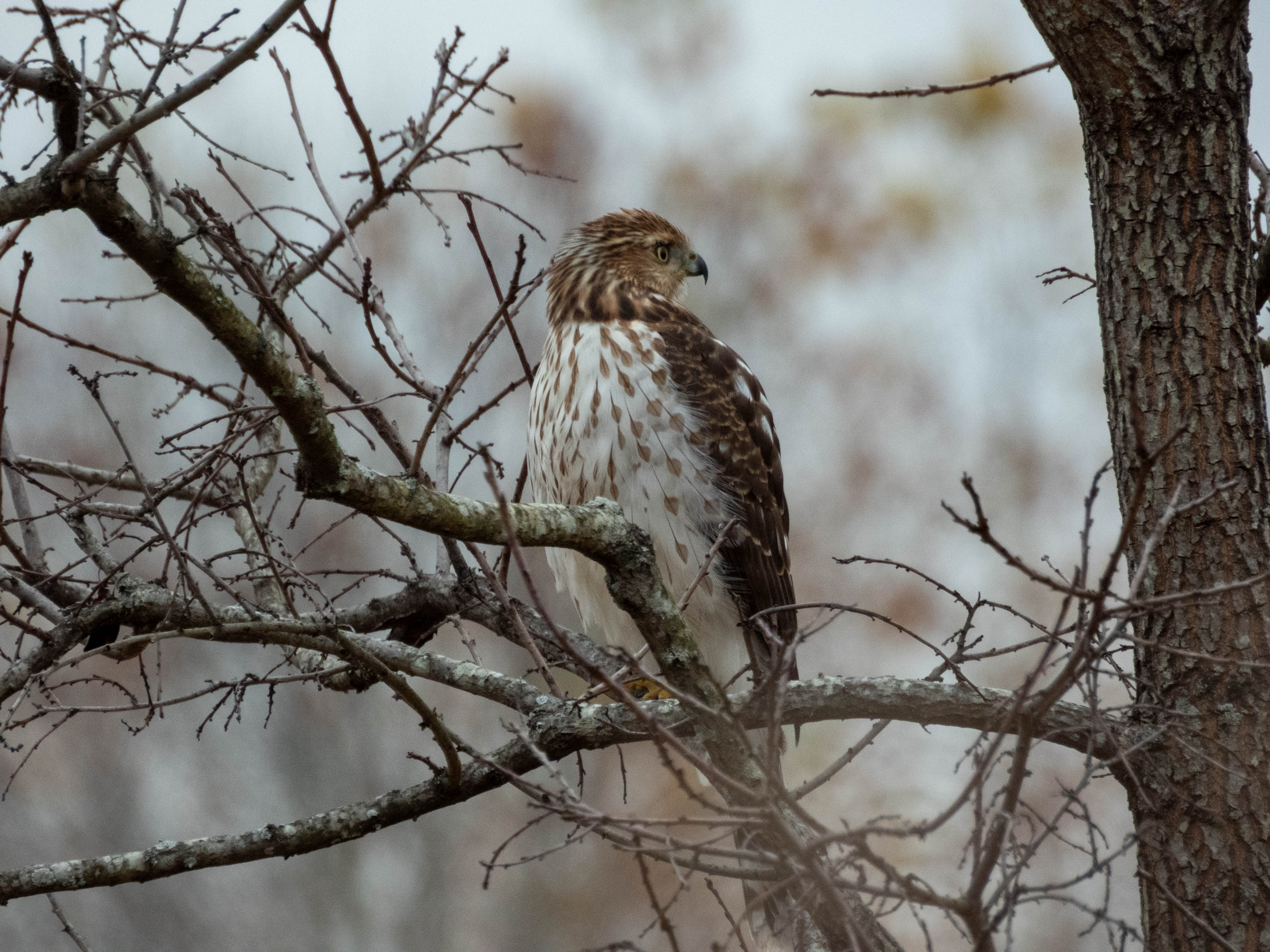 Cooper's Hawk