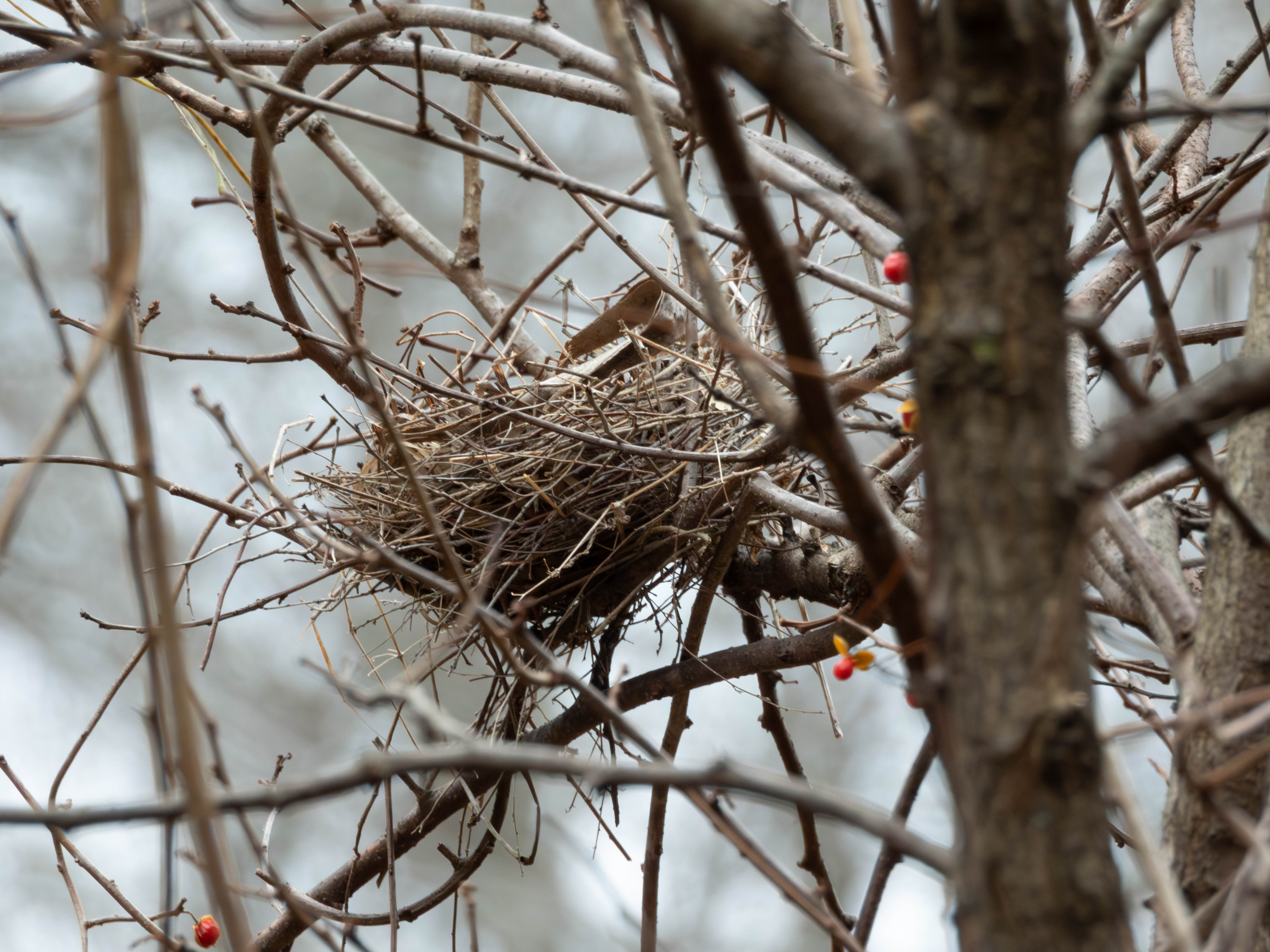 Bird's nest