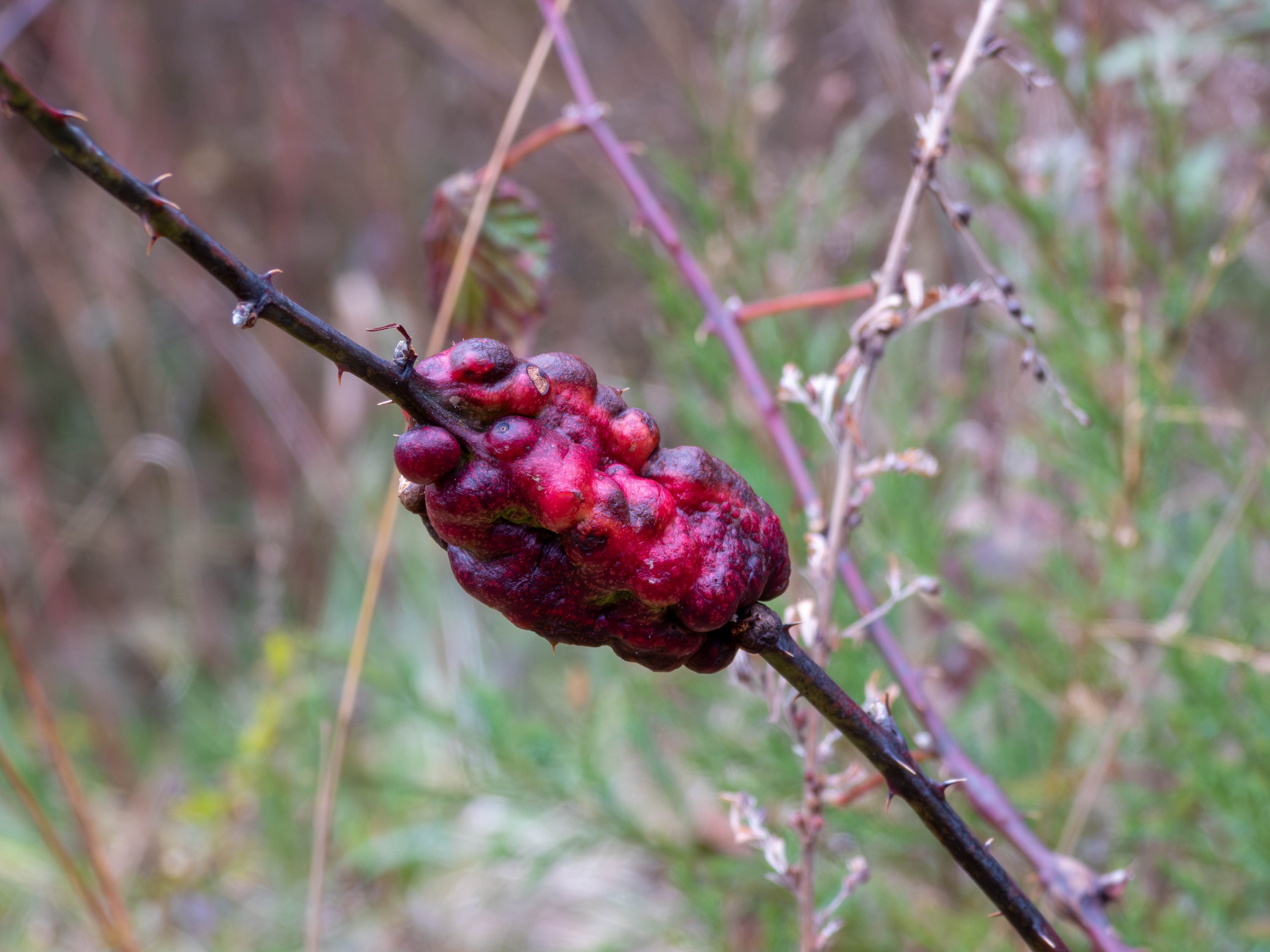 Weird stem tumor thing... I thought the color looked really cool. Looks kinda yummy too.