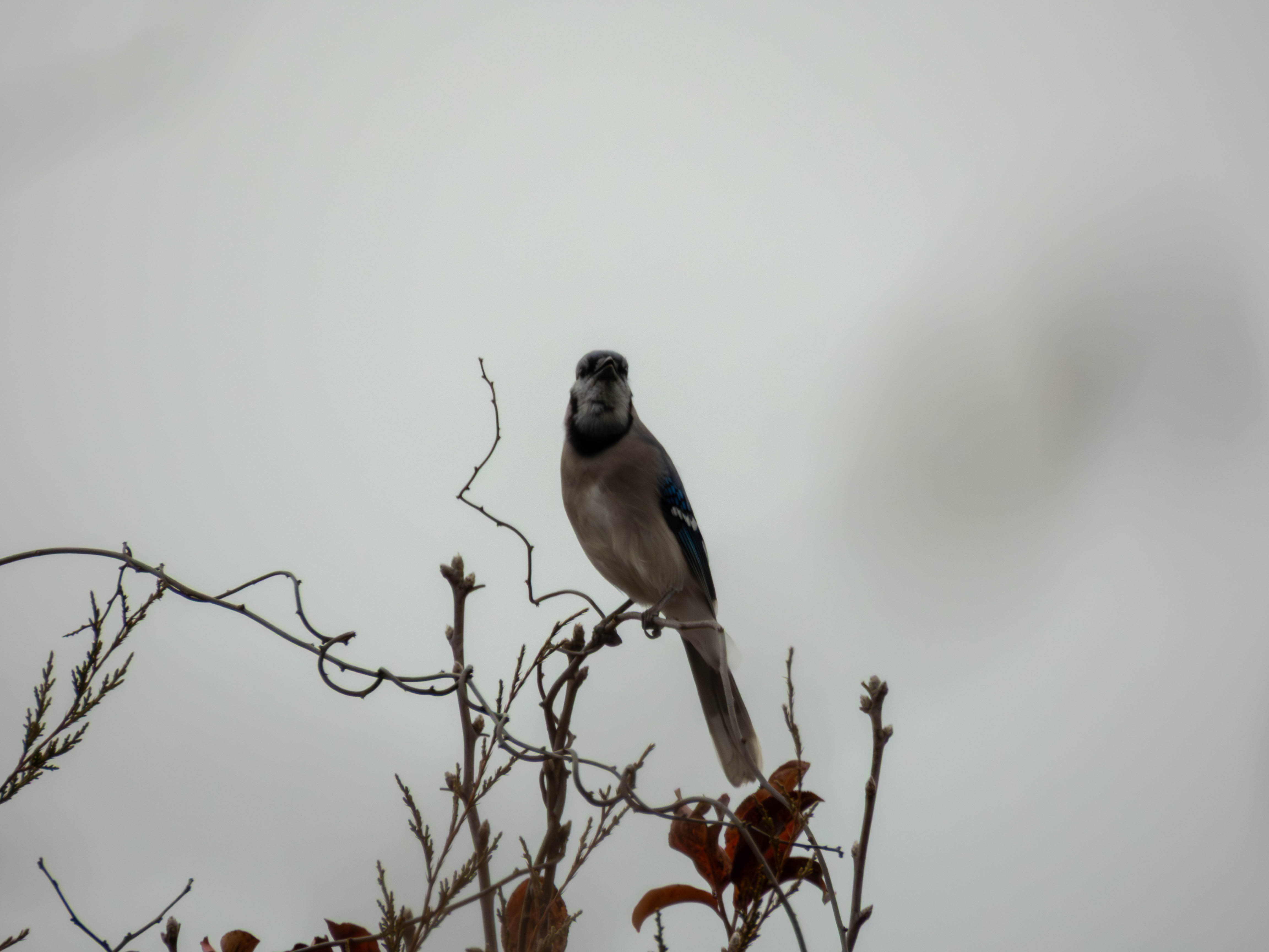 Blue Jay