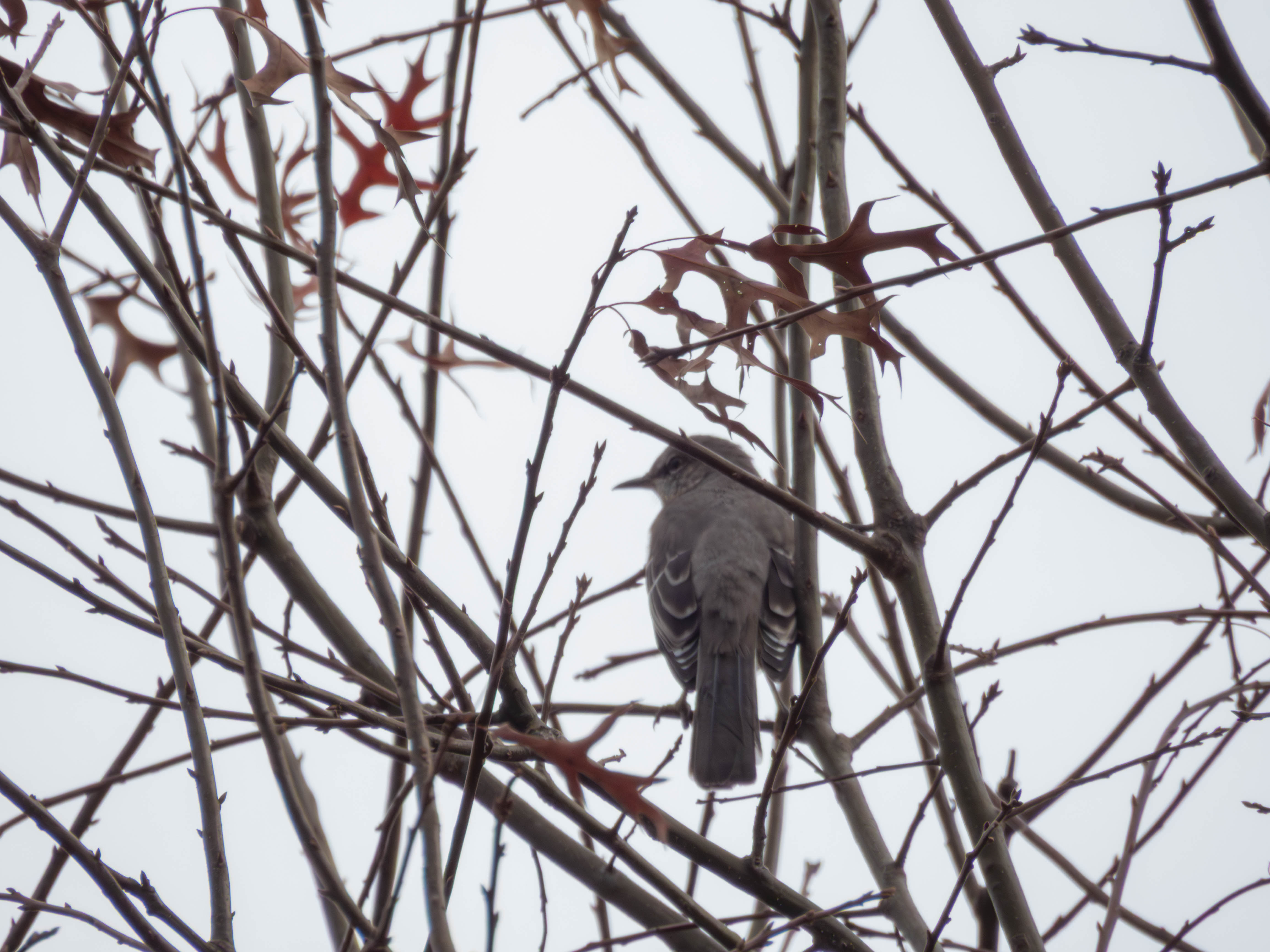 Mockingbird