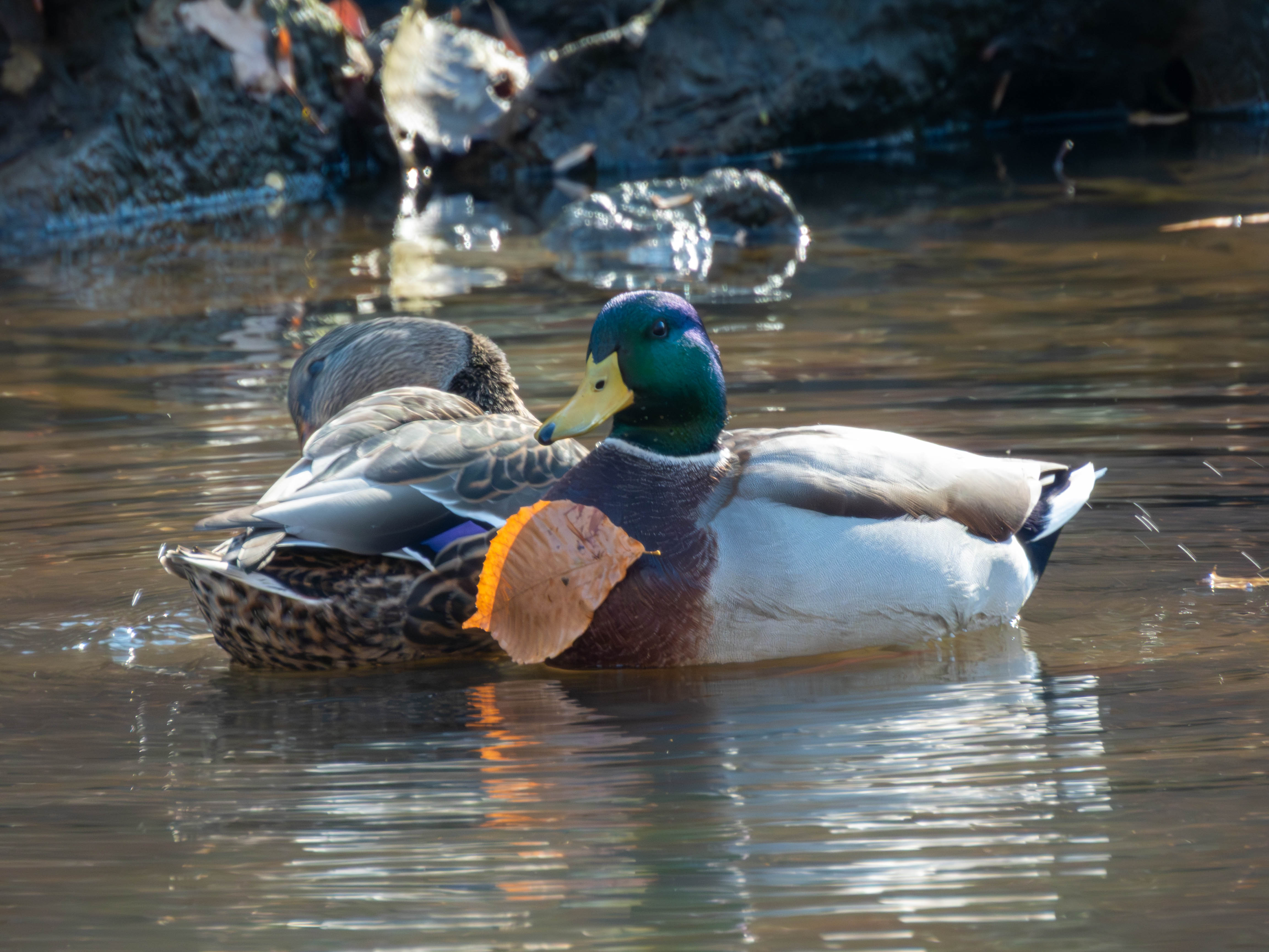 Cute pair of mallards, one with a leaf stuck to its breast. Also, you can see the blue wingbar