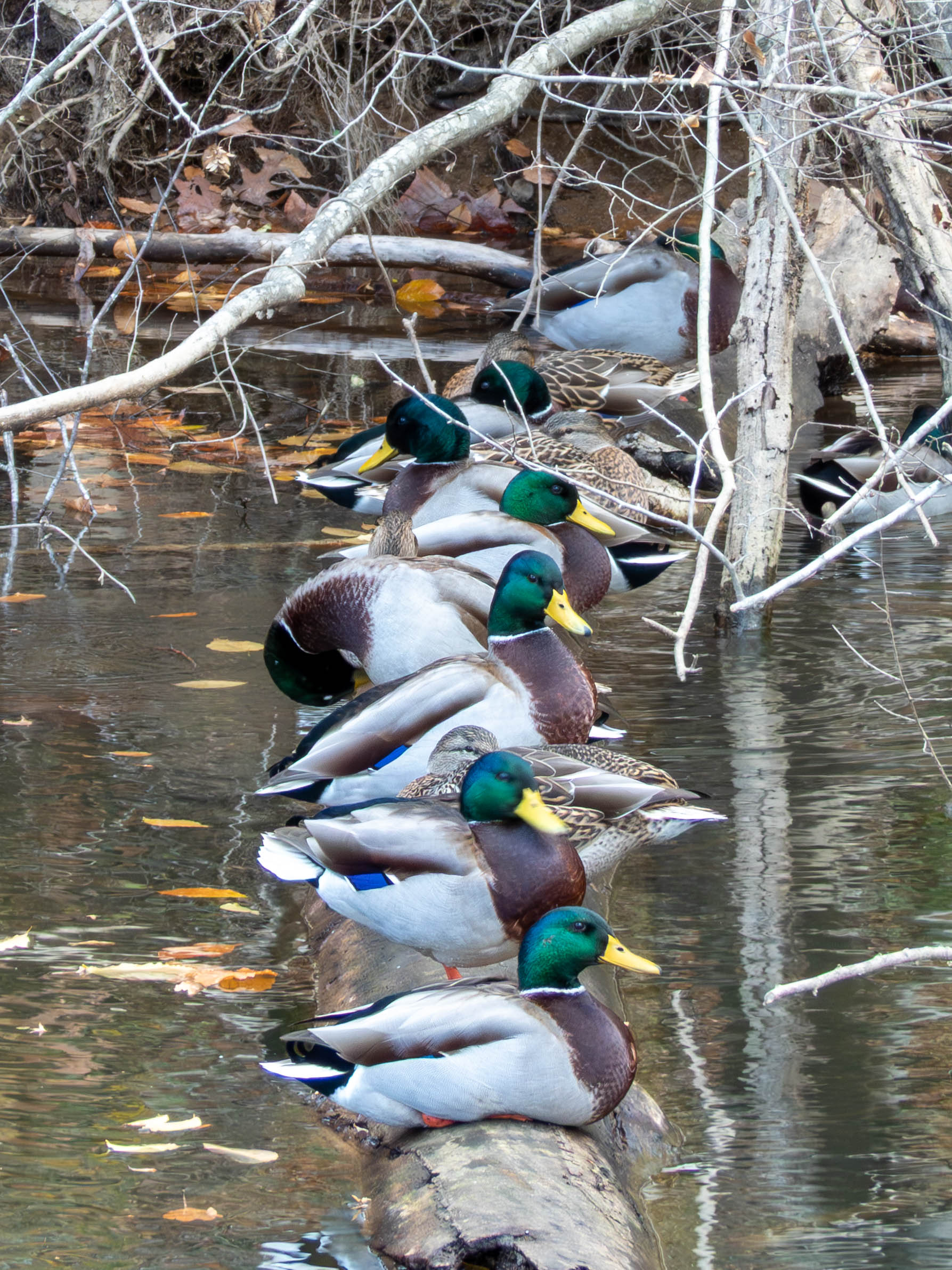 Ducks in a line