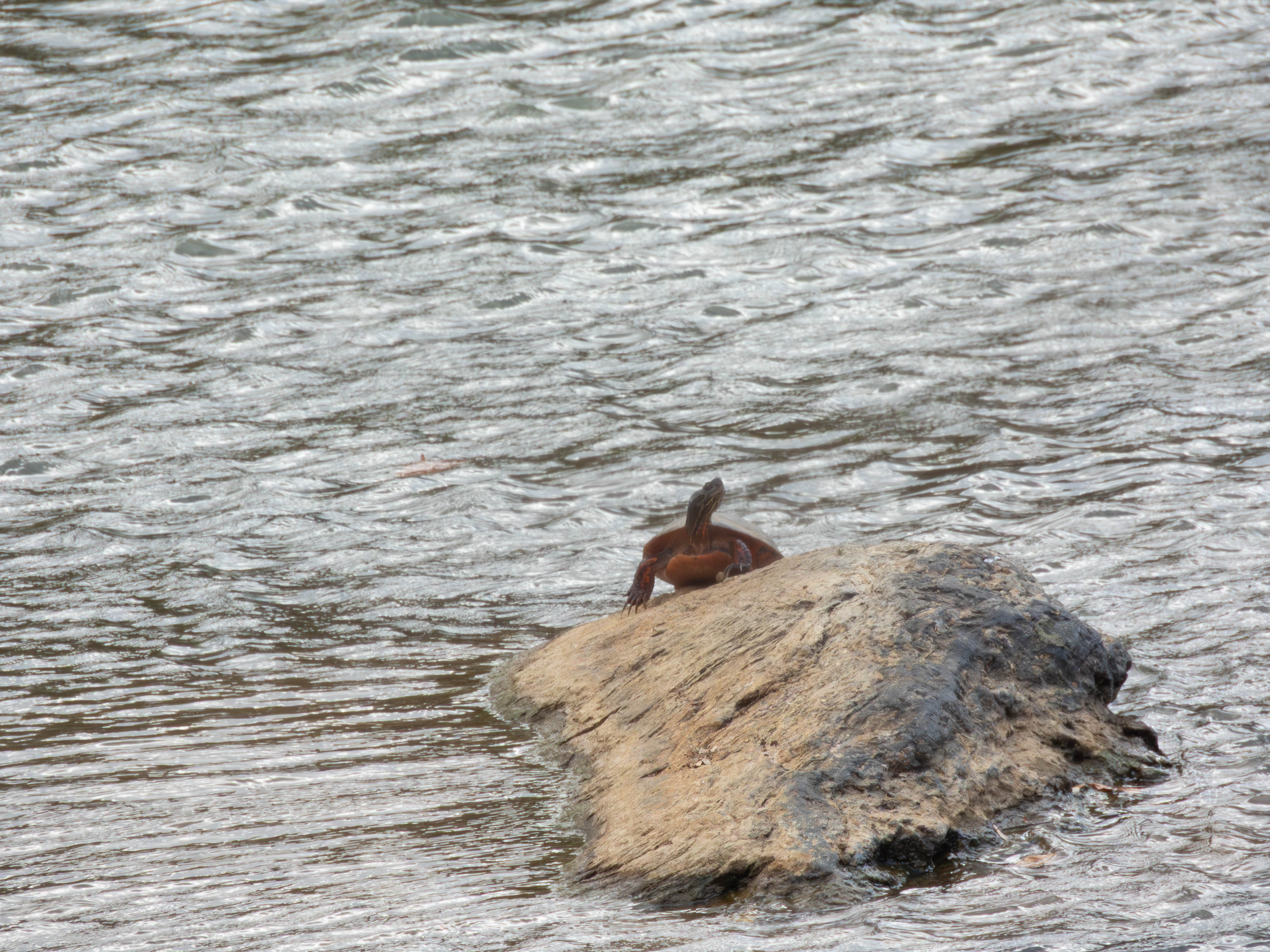 Turtle!