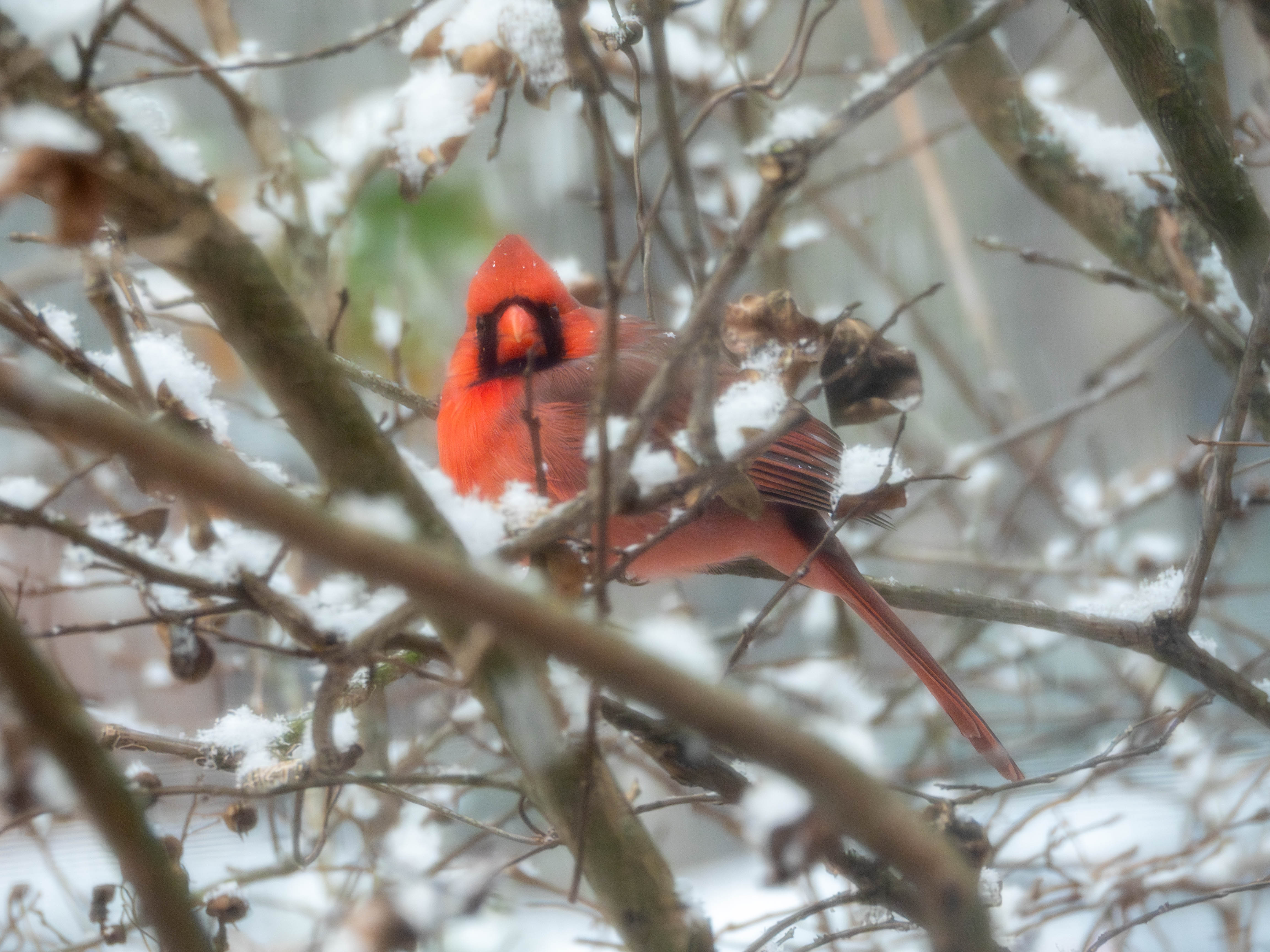 Cardinal