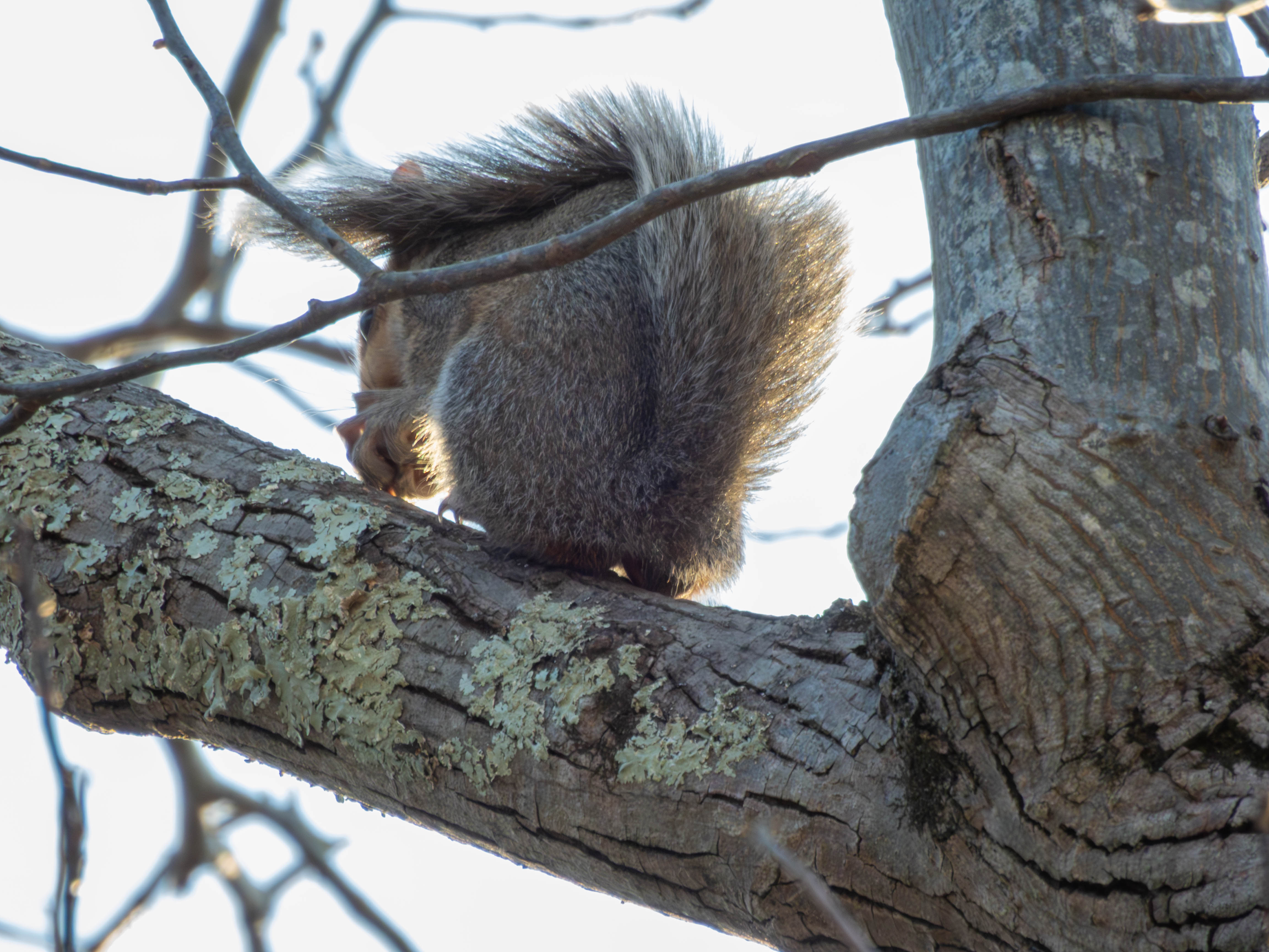 Squirrel eating nut