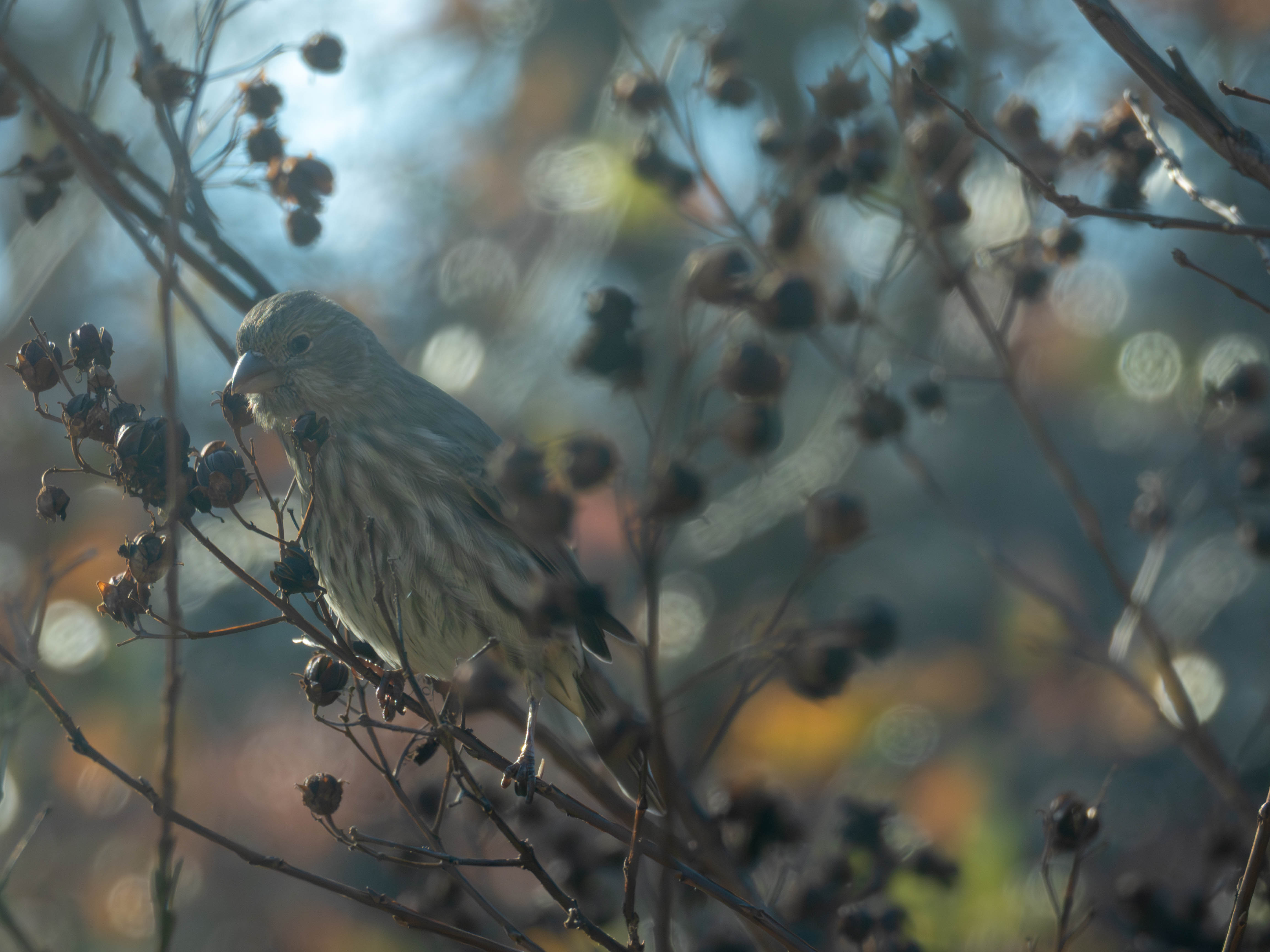 House finch in a tree