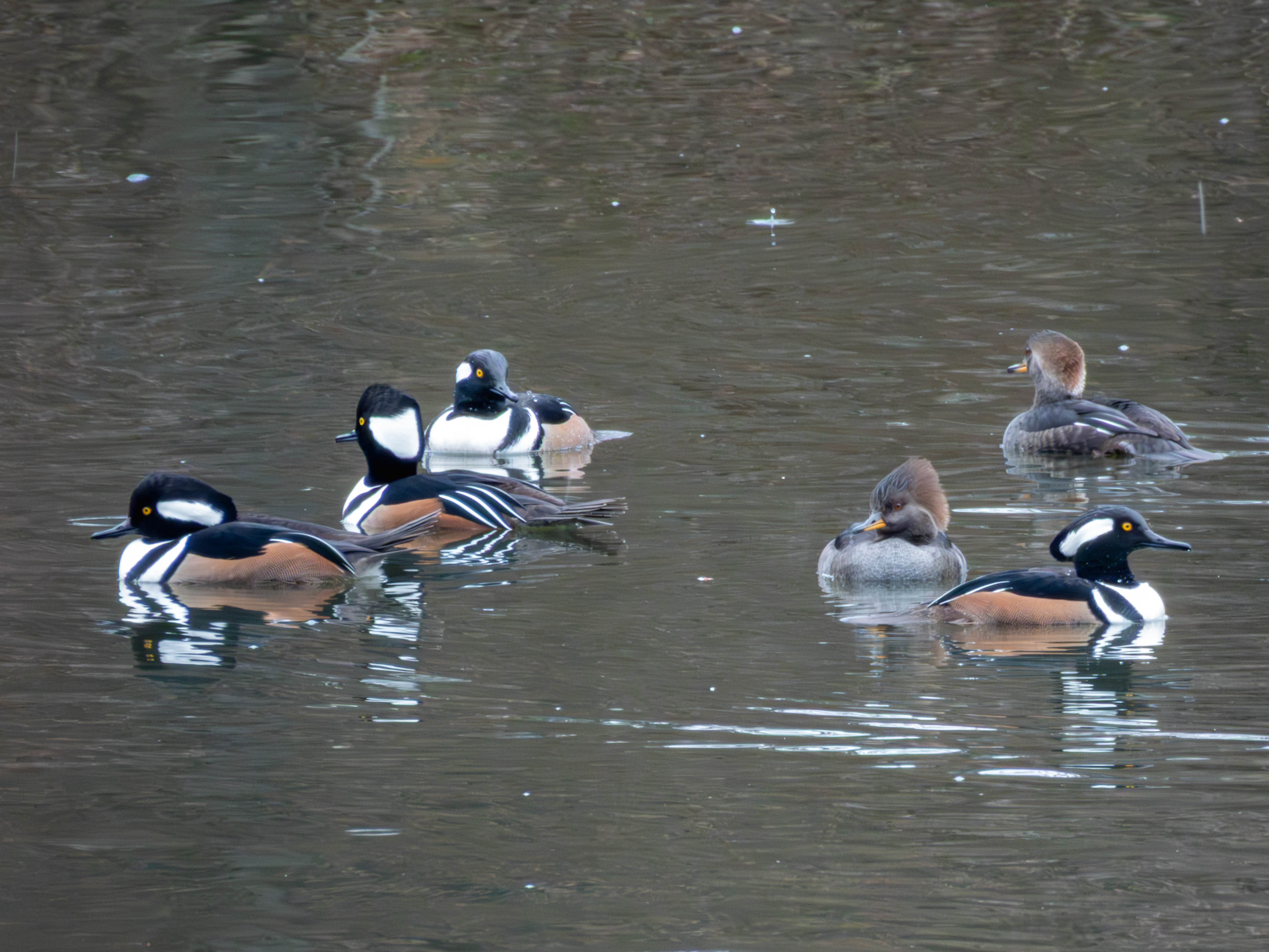 Group of Mergansers