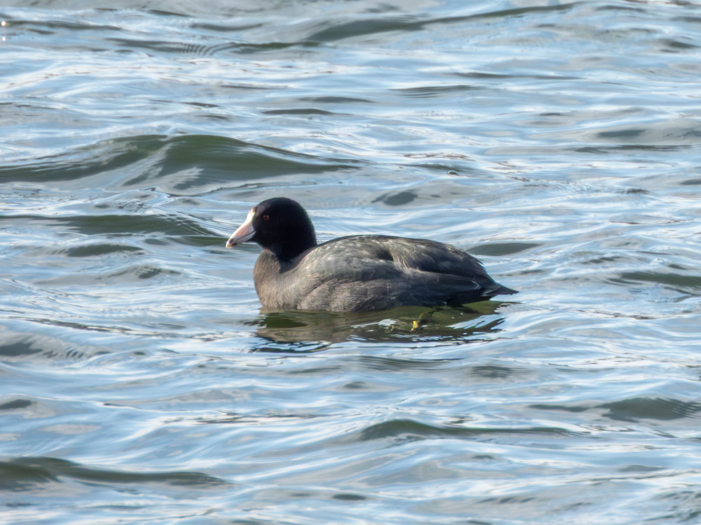 American Coot.