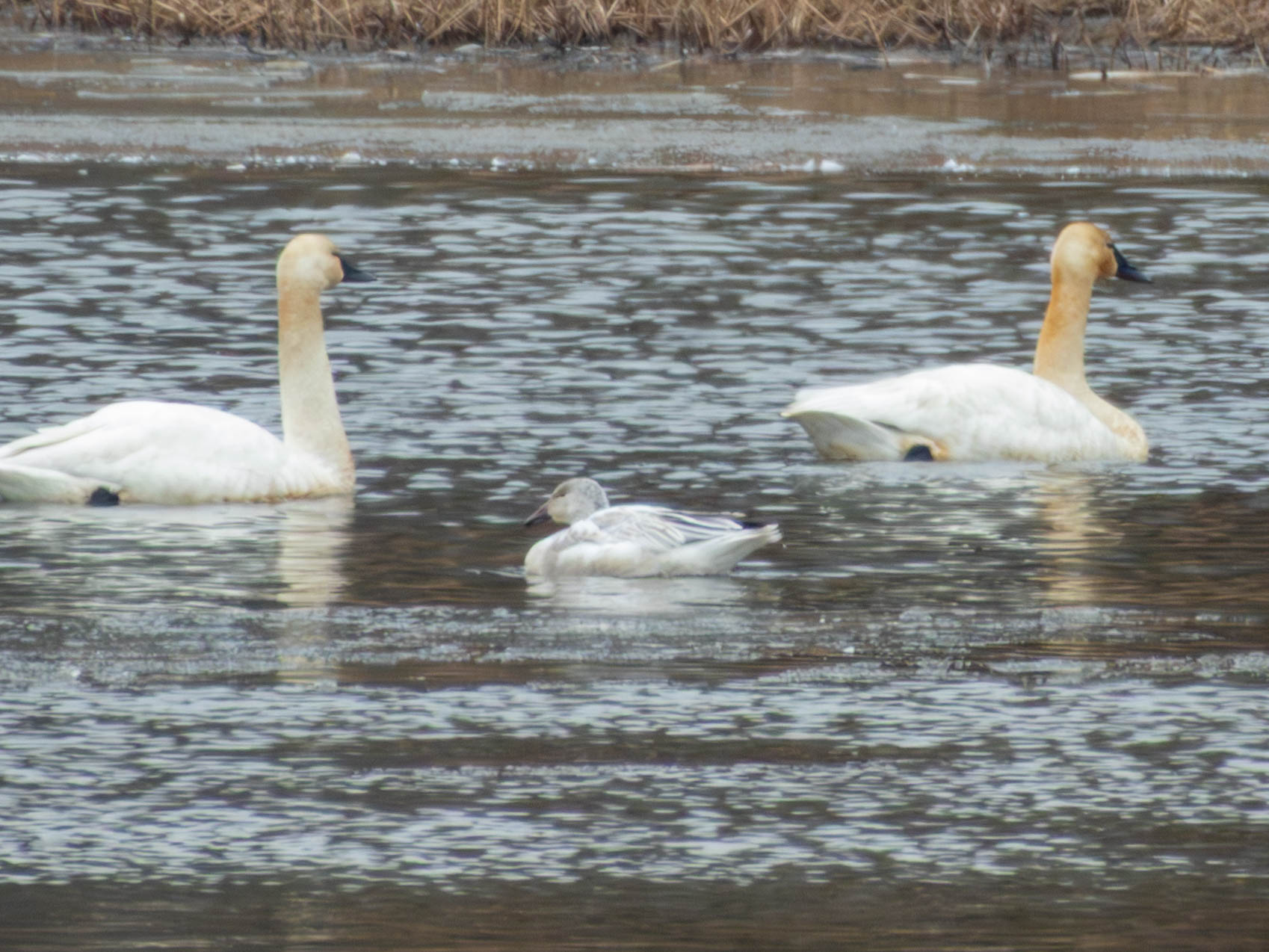 Snow Goose -- looks kinda interesting, doesn't it?