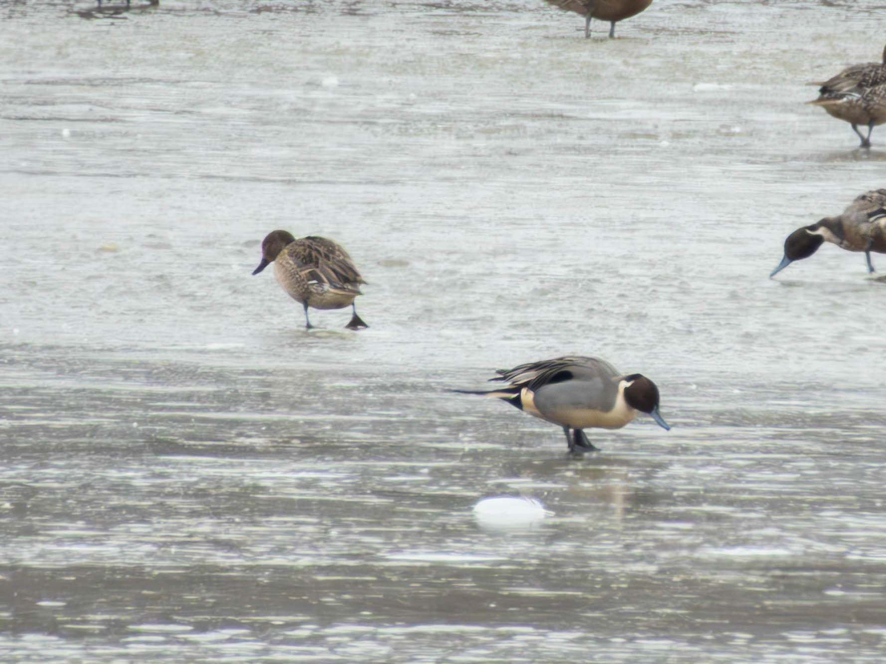 Northern Pintails -- what are they looking for?