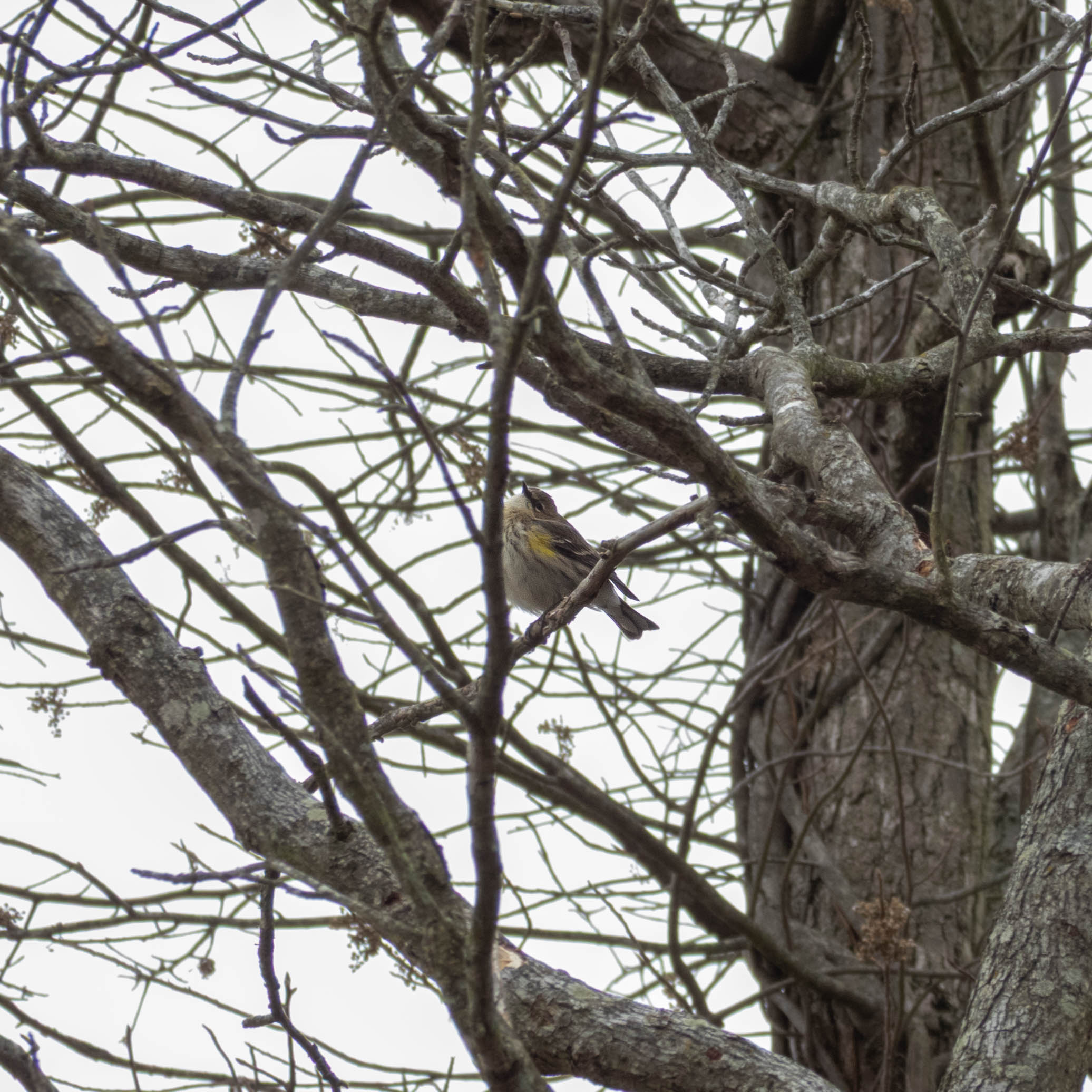 White-throated sparrow
