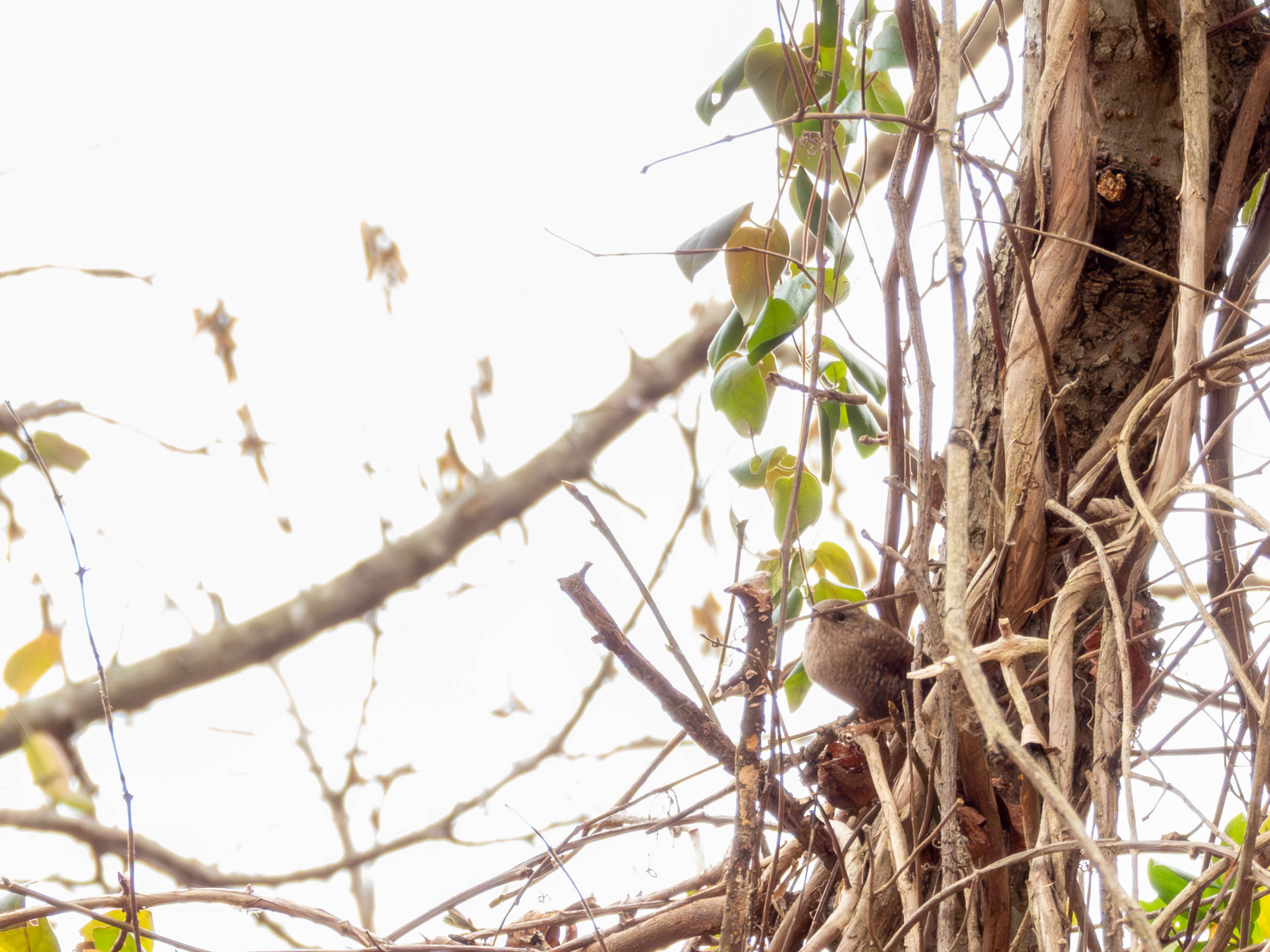 Winter wren