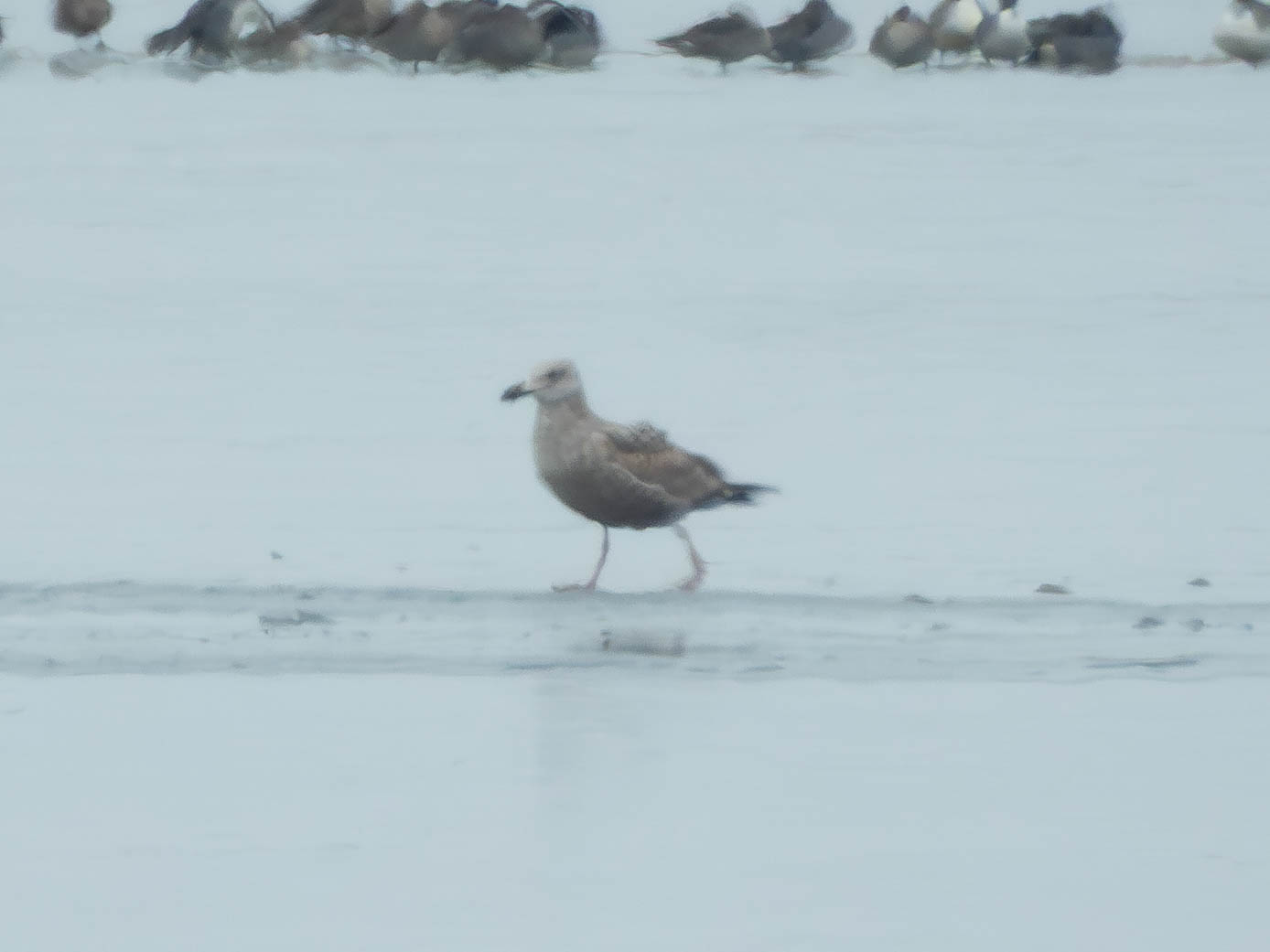 Herring gull