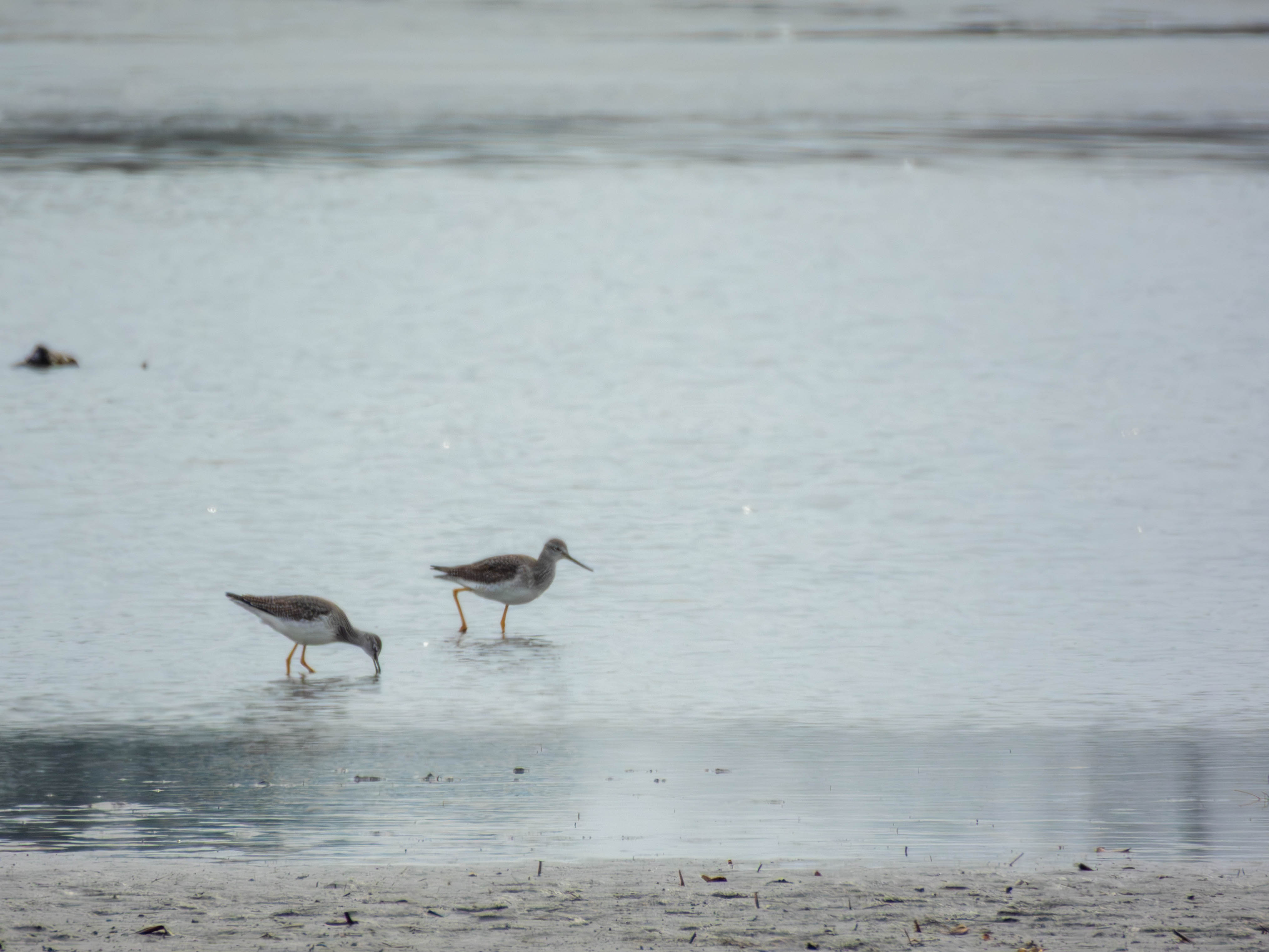 Greater Yellowlegs again