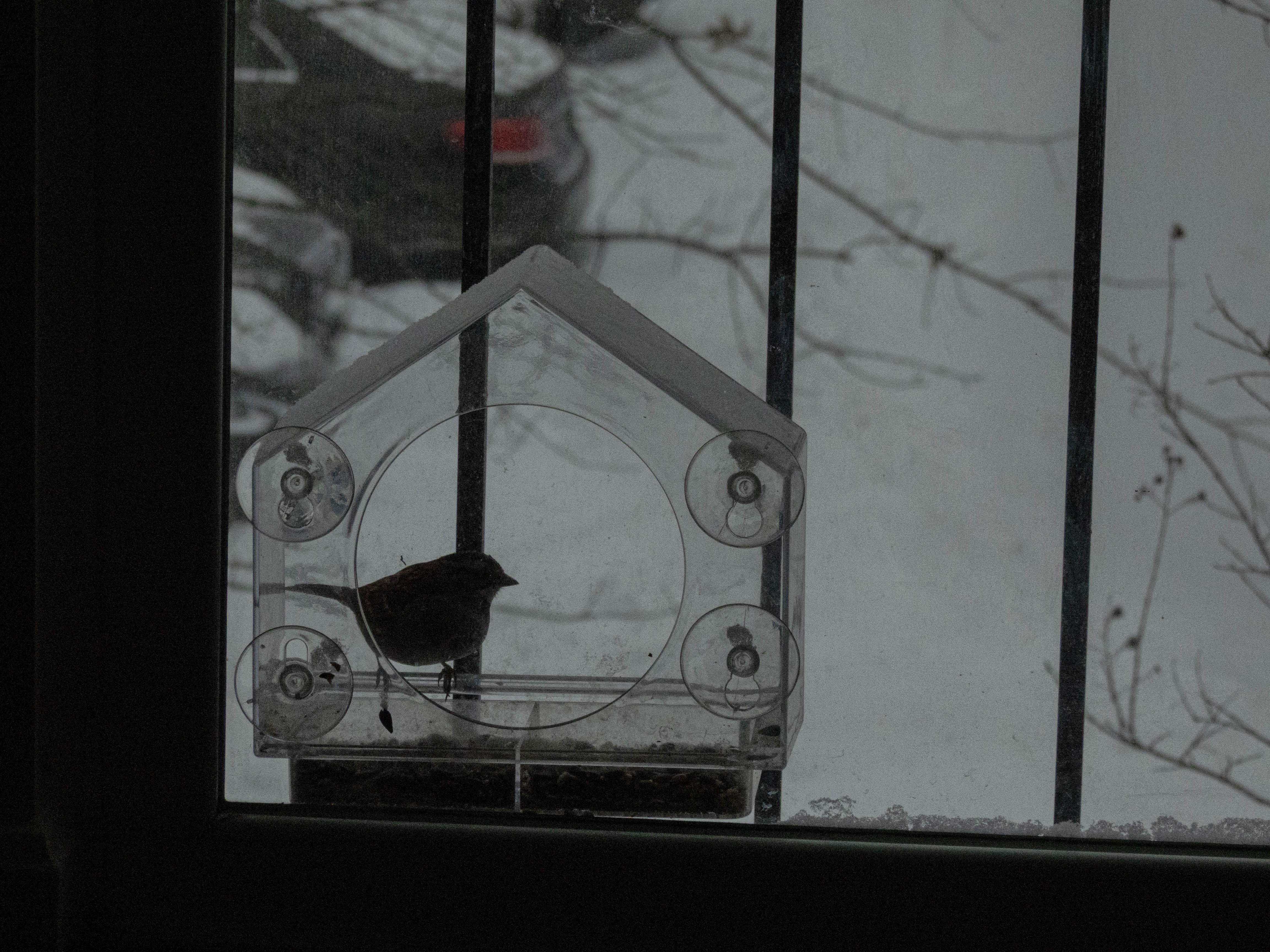 Bird feeder