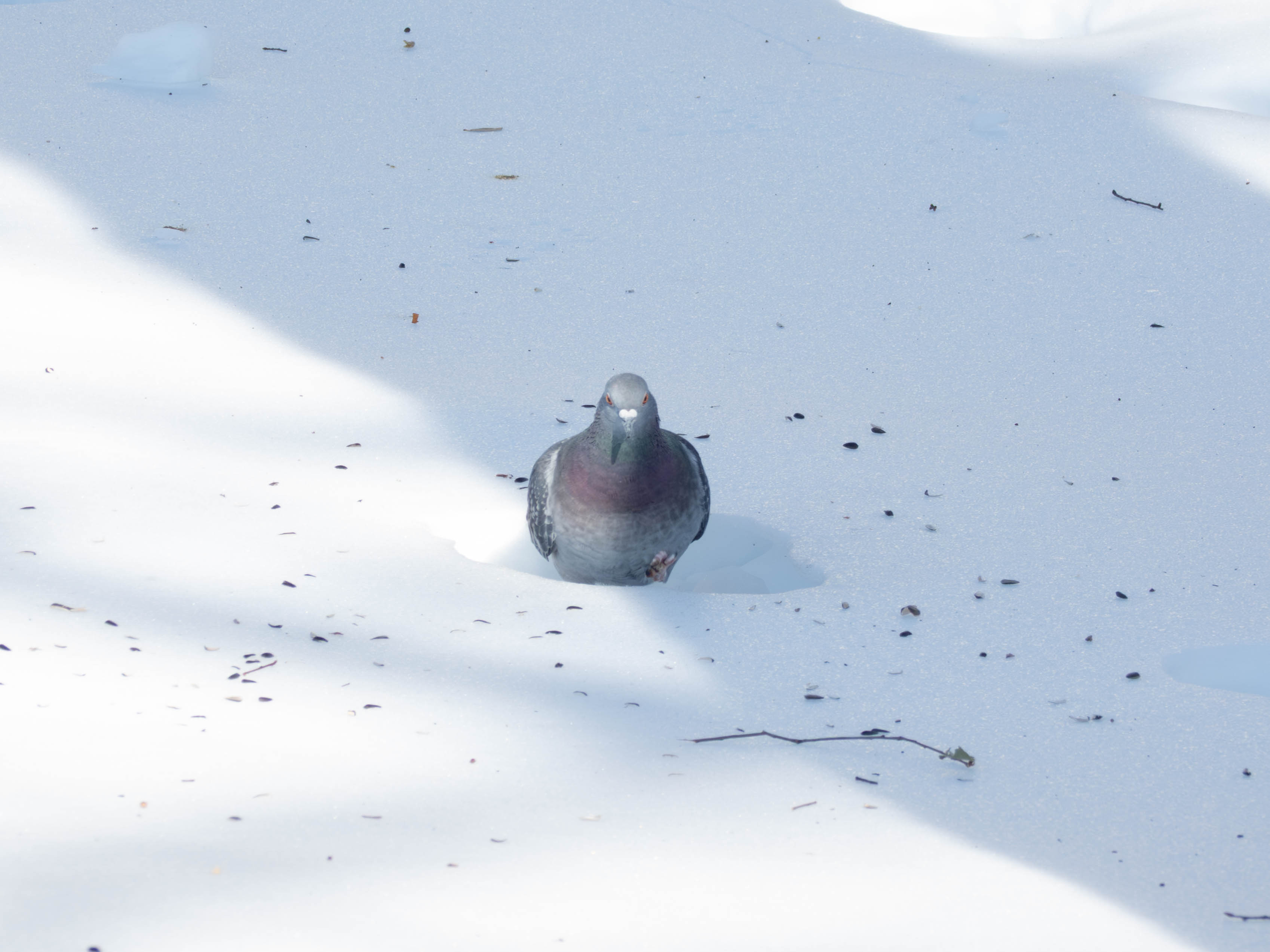 Pigeon