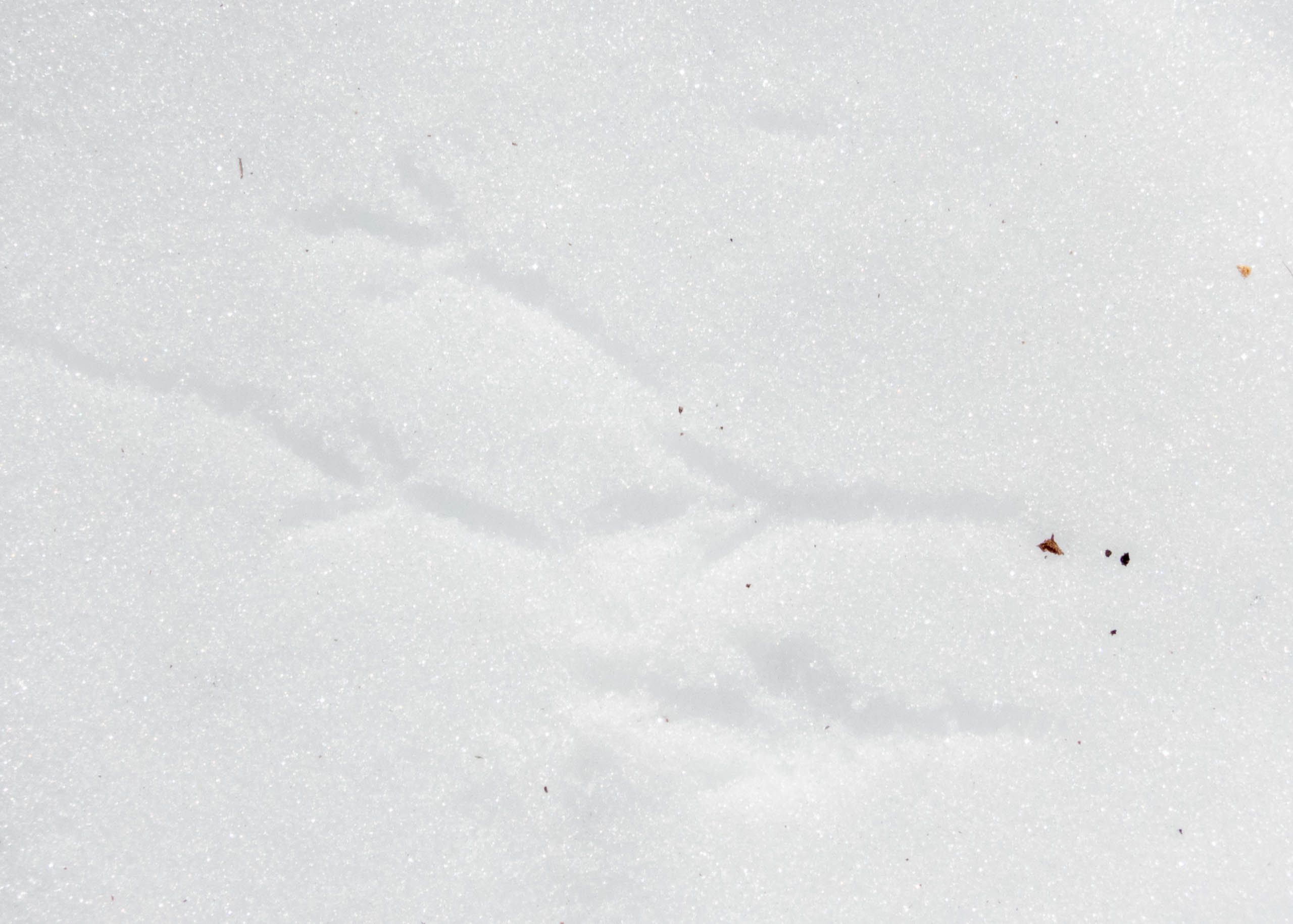 Birds in the snow