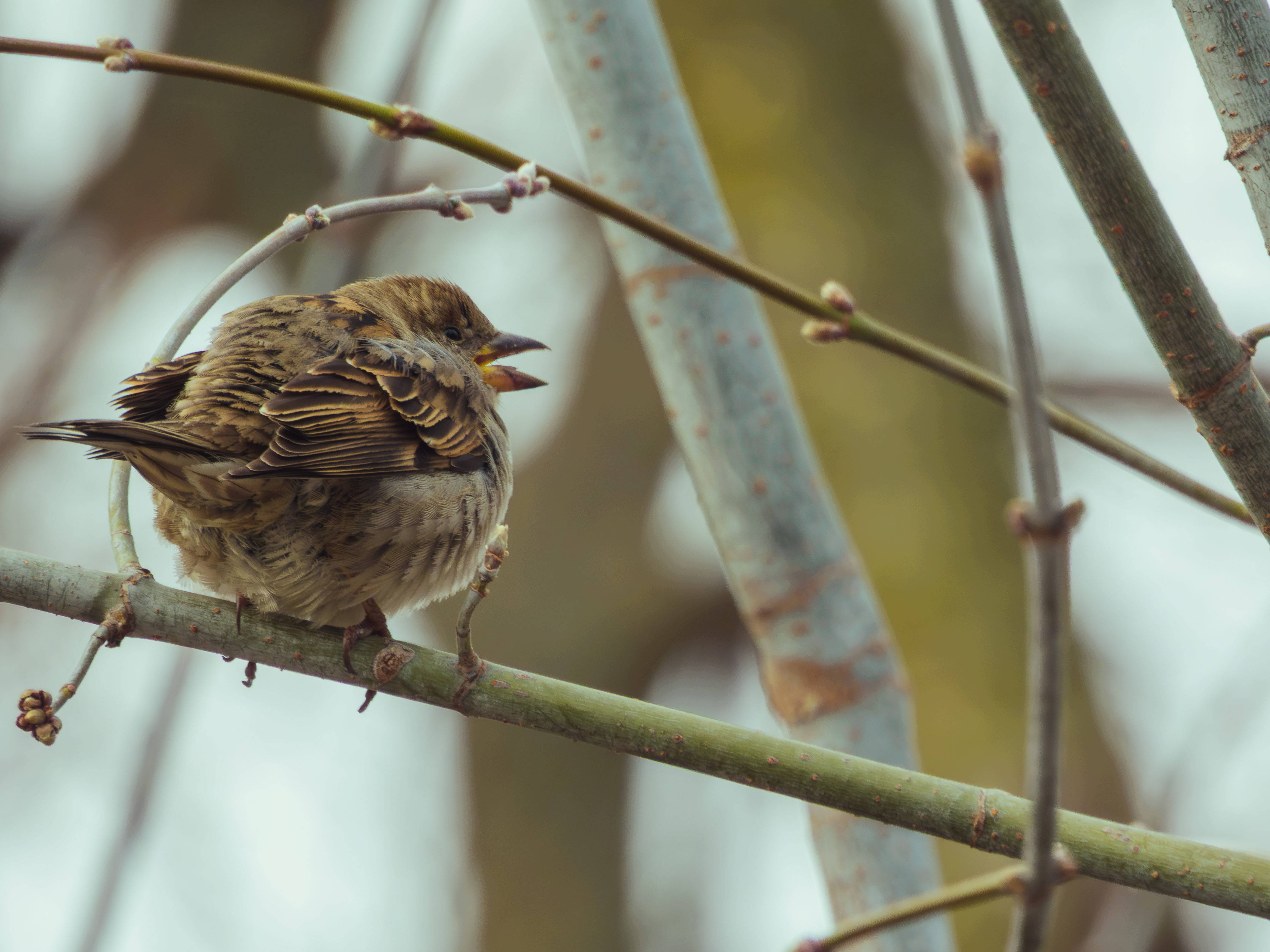 House Sparrow