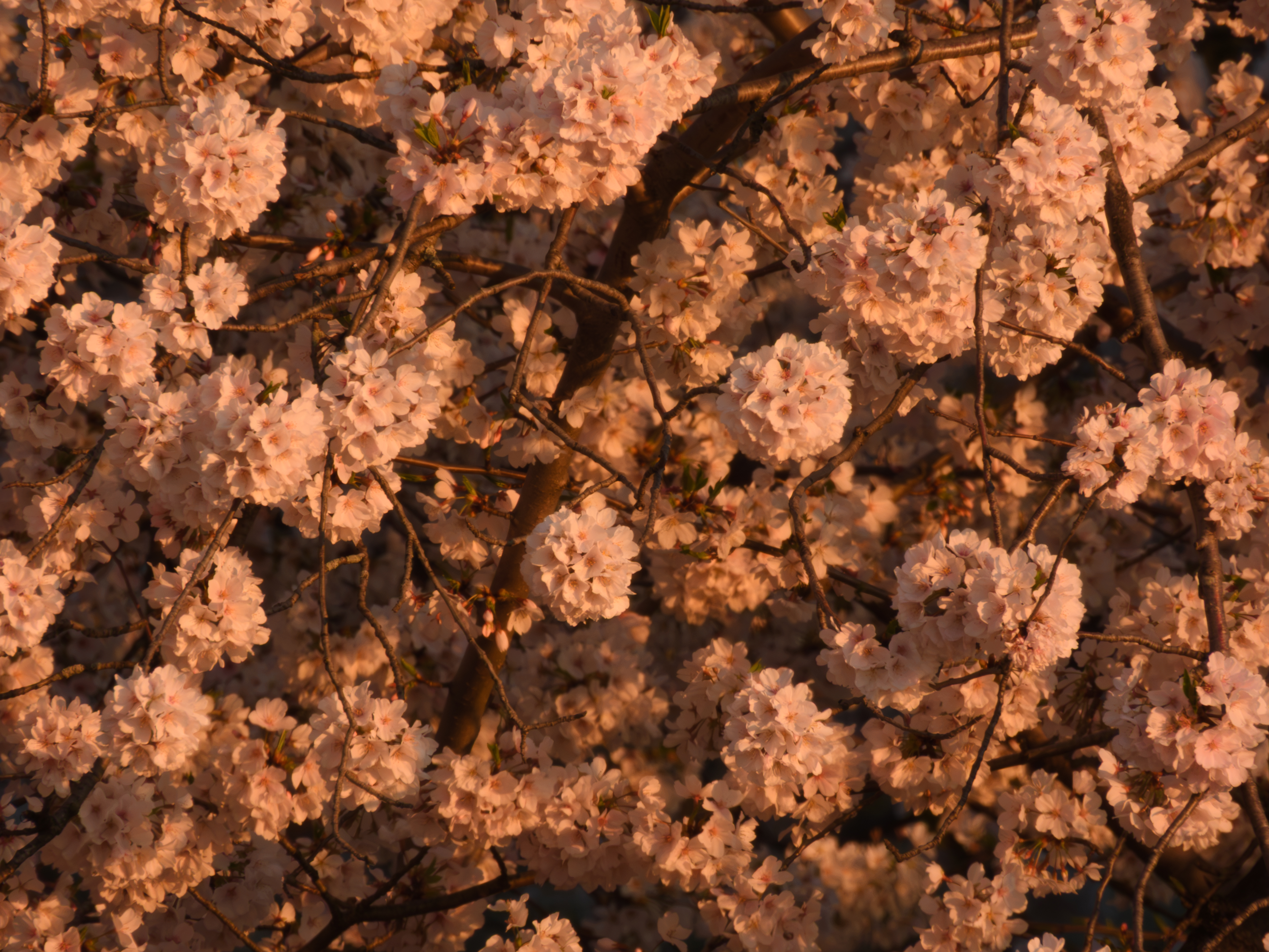 Cherry blossoms
