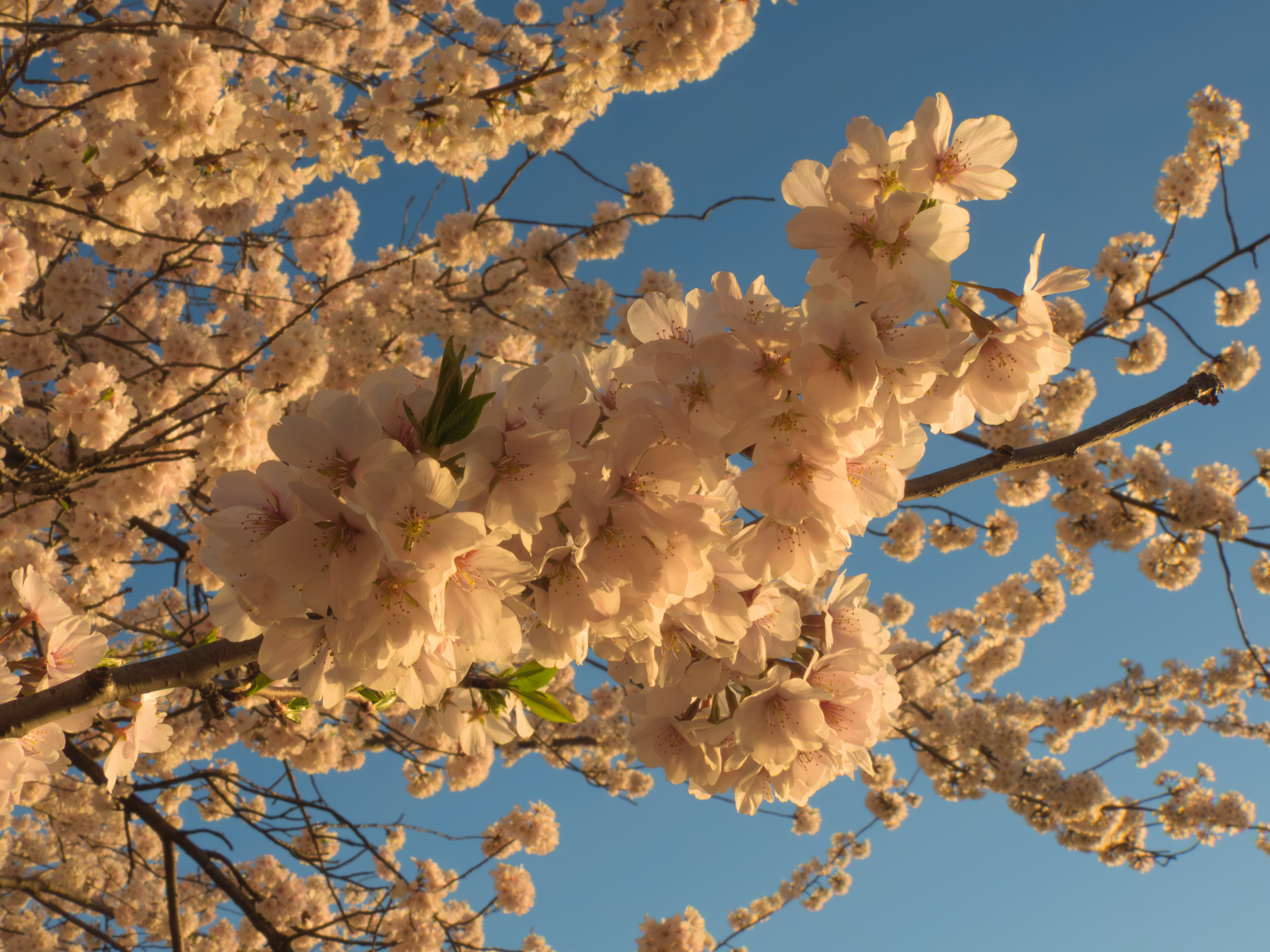 Cherry blossoms