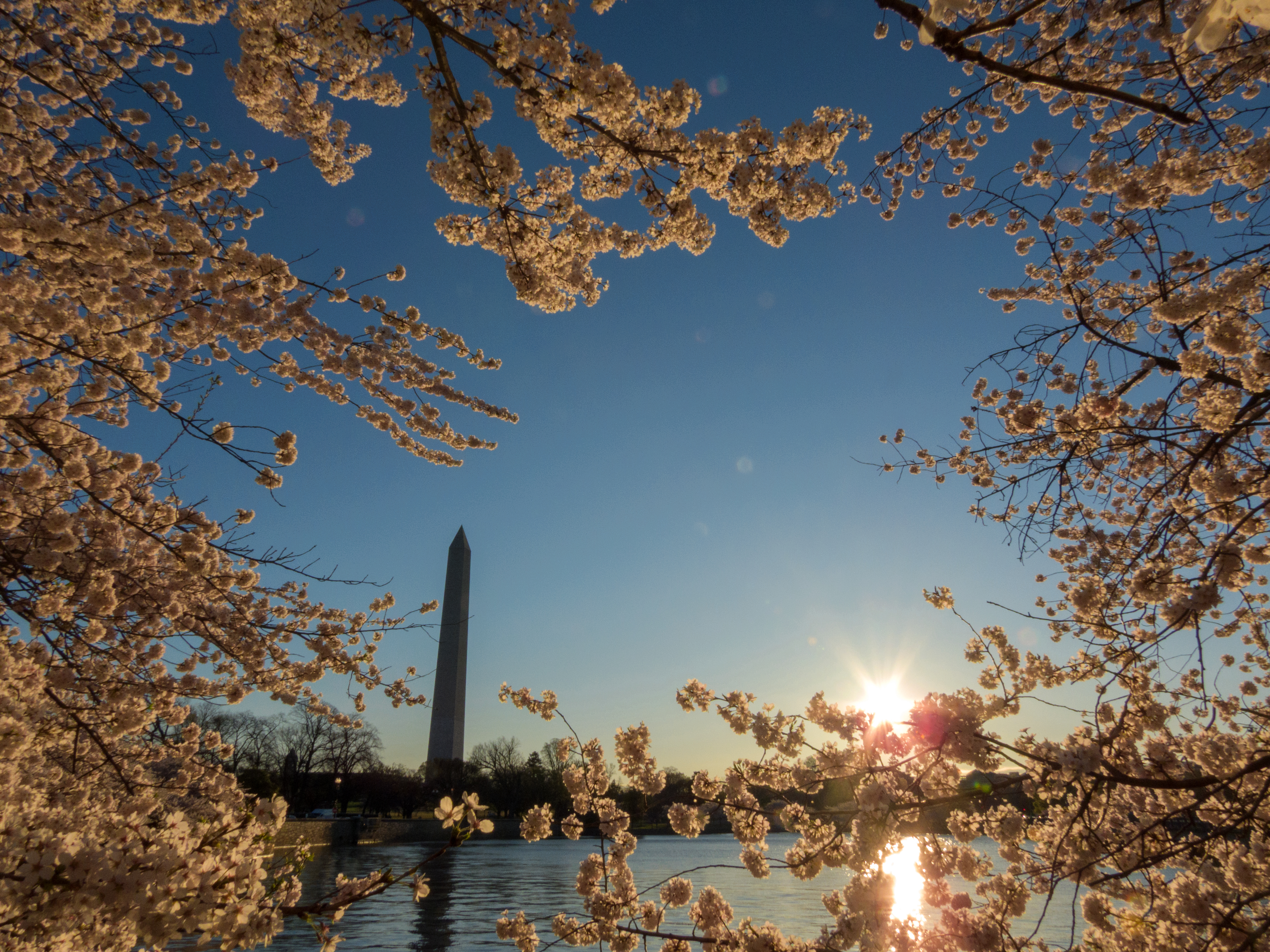 Tidal Basin with Cherry Blossoms
