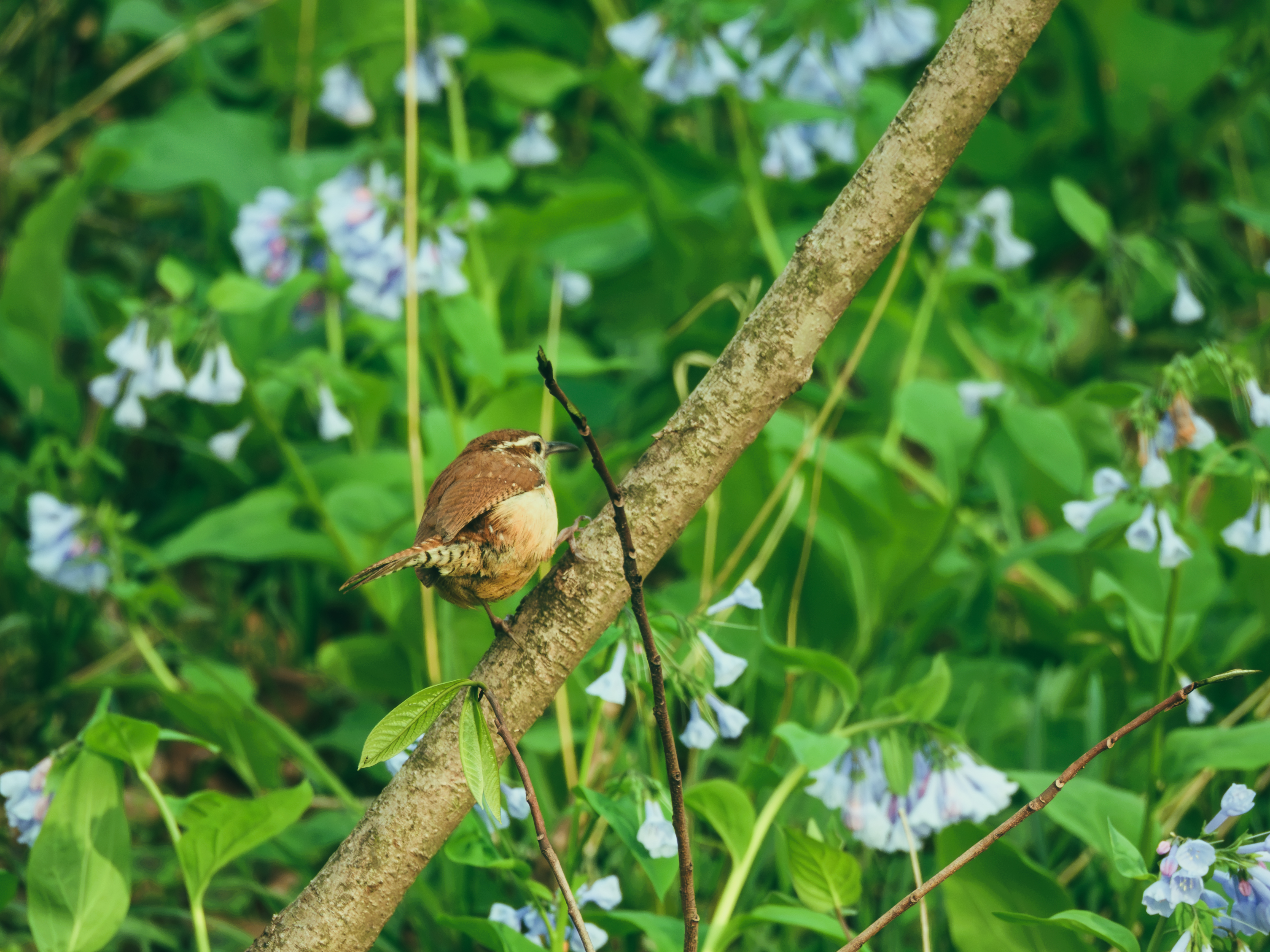 Carolina Wren