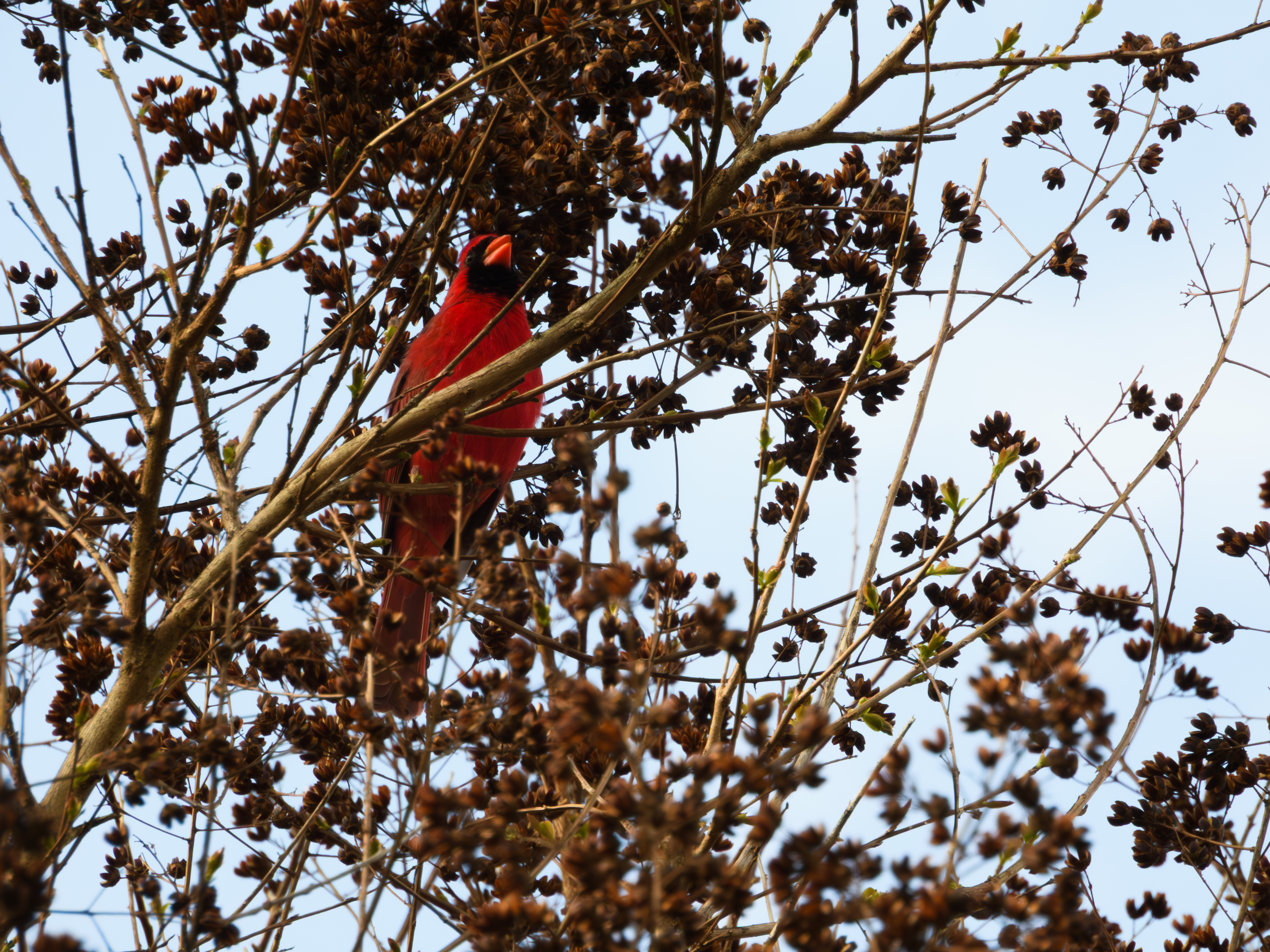 Cardinal