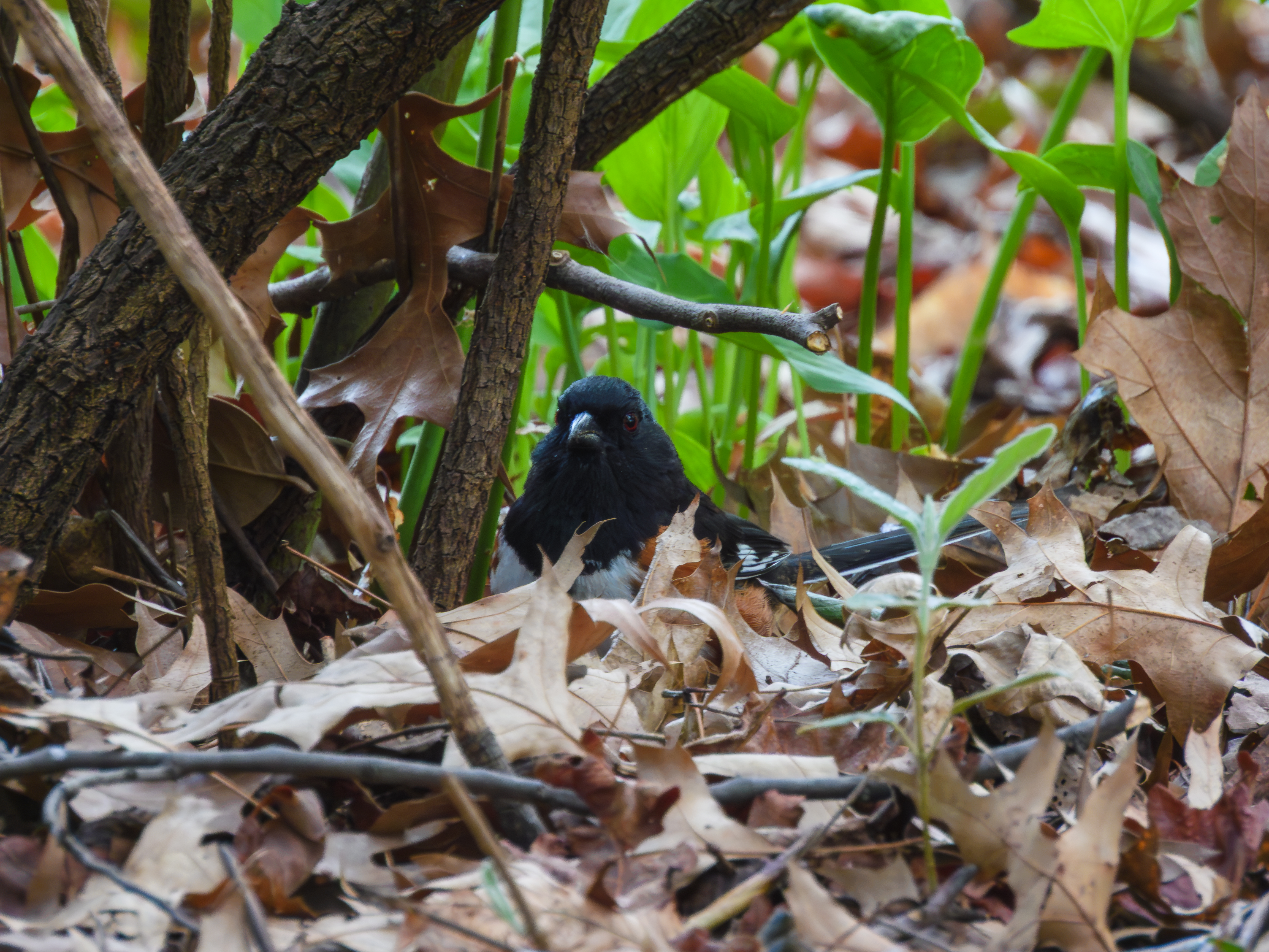 Eastern Towhee chilling in the leaves