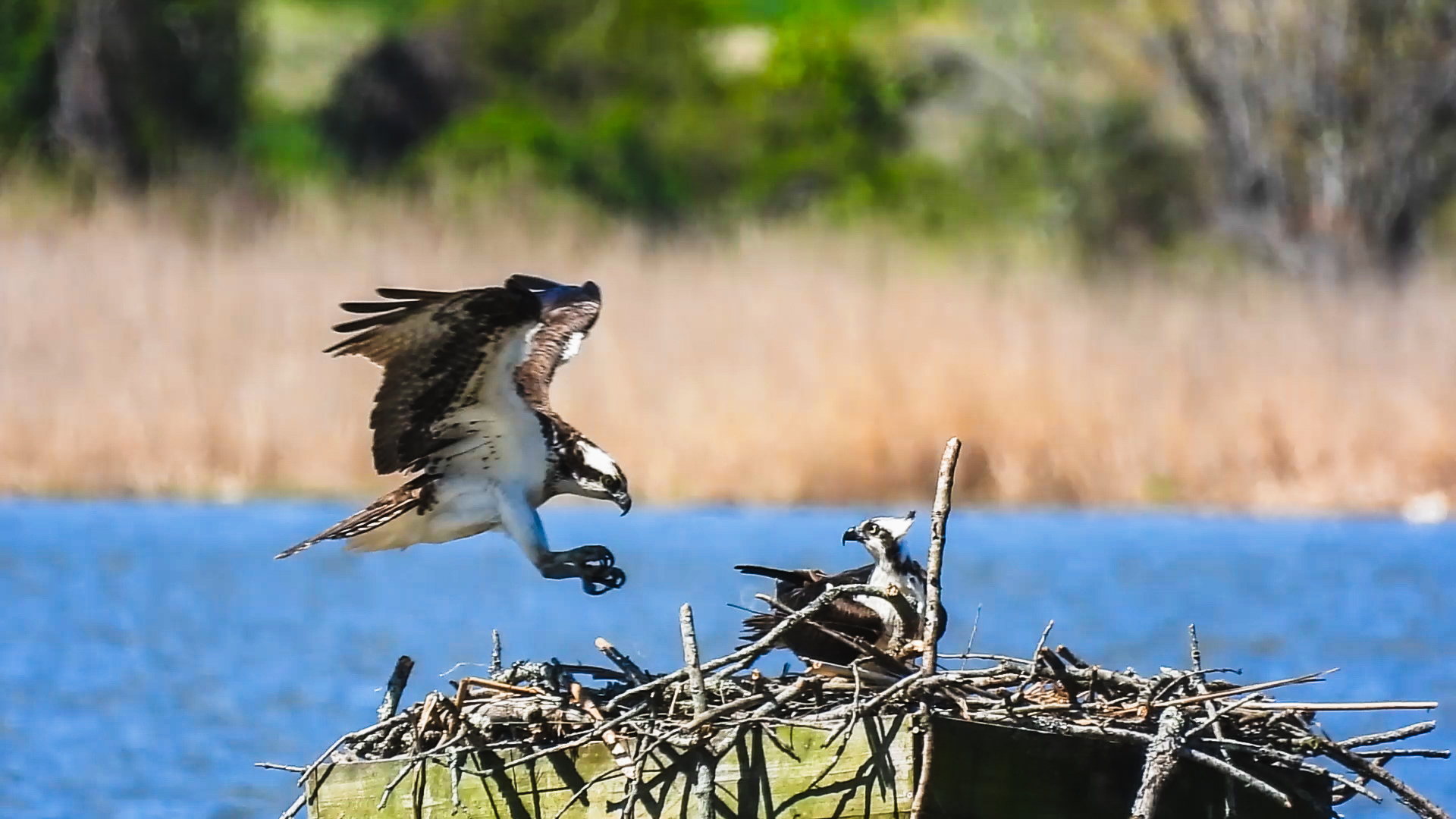 Osprey landing in nest