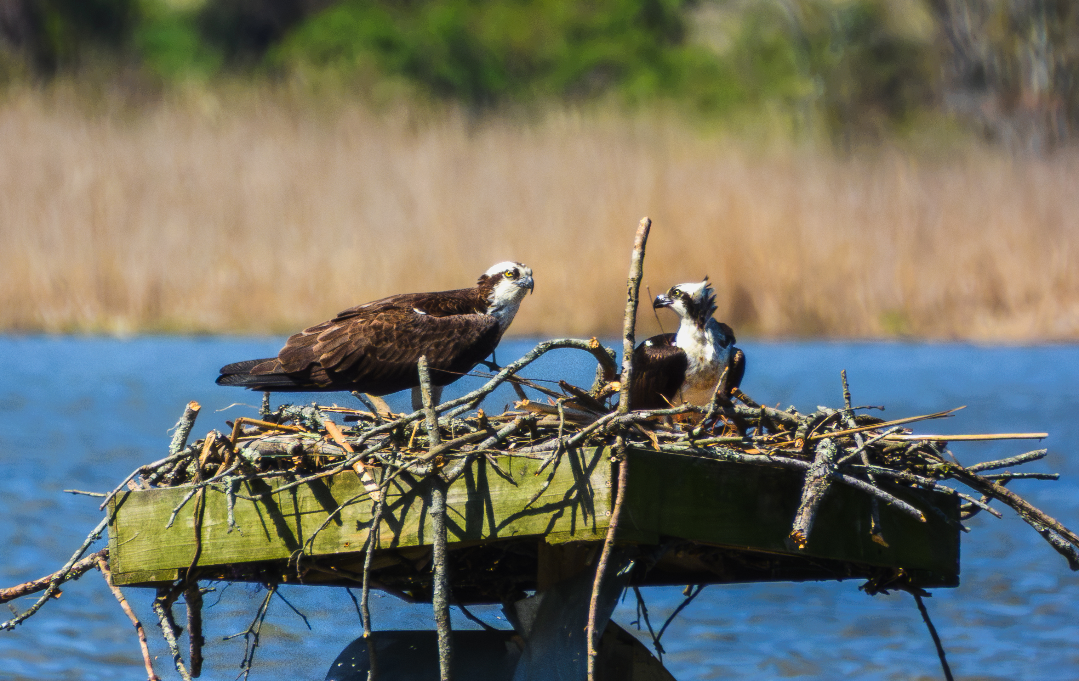Osprey nesting