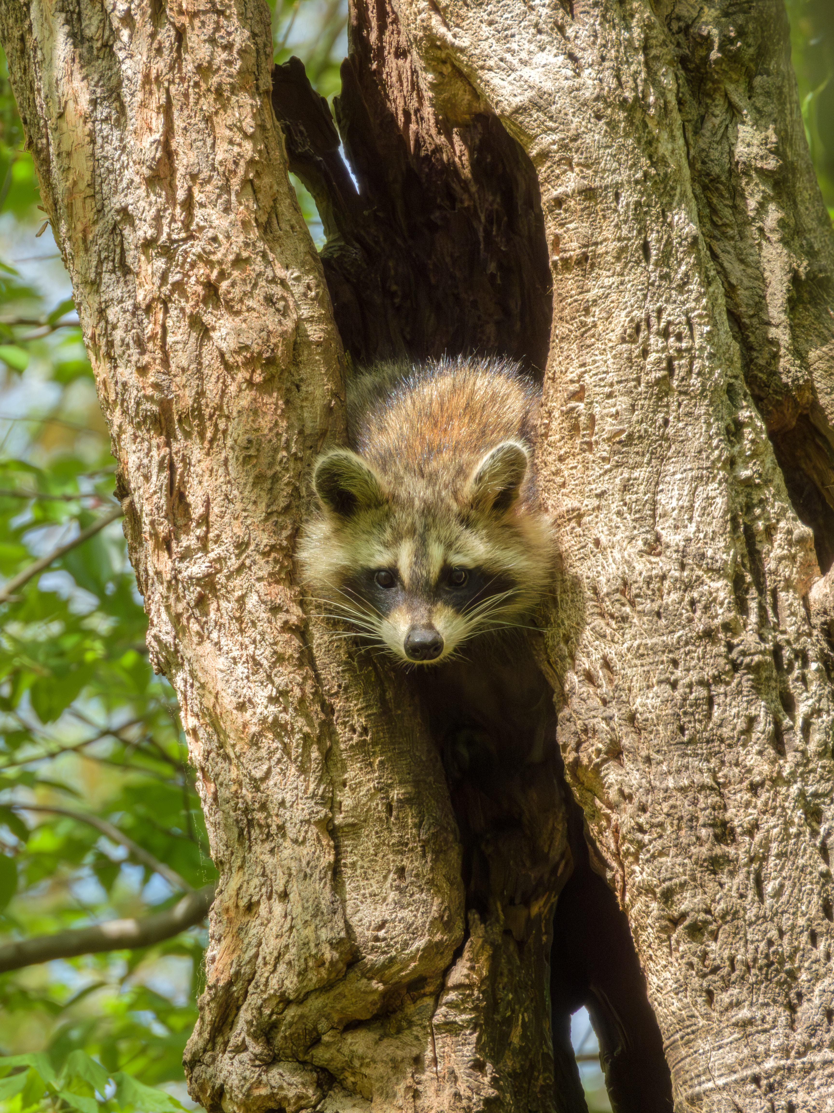 Raccoon