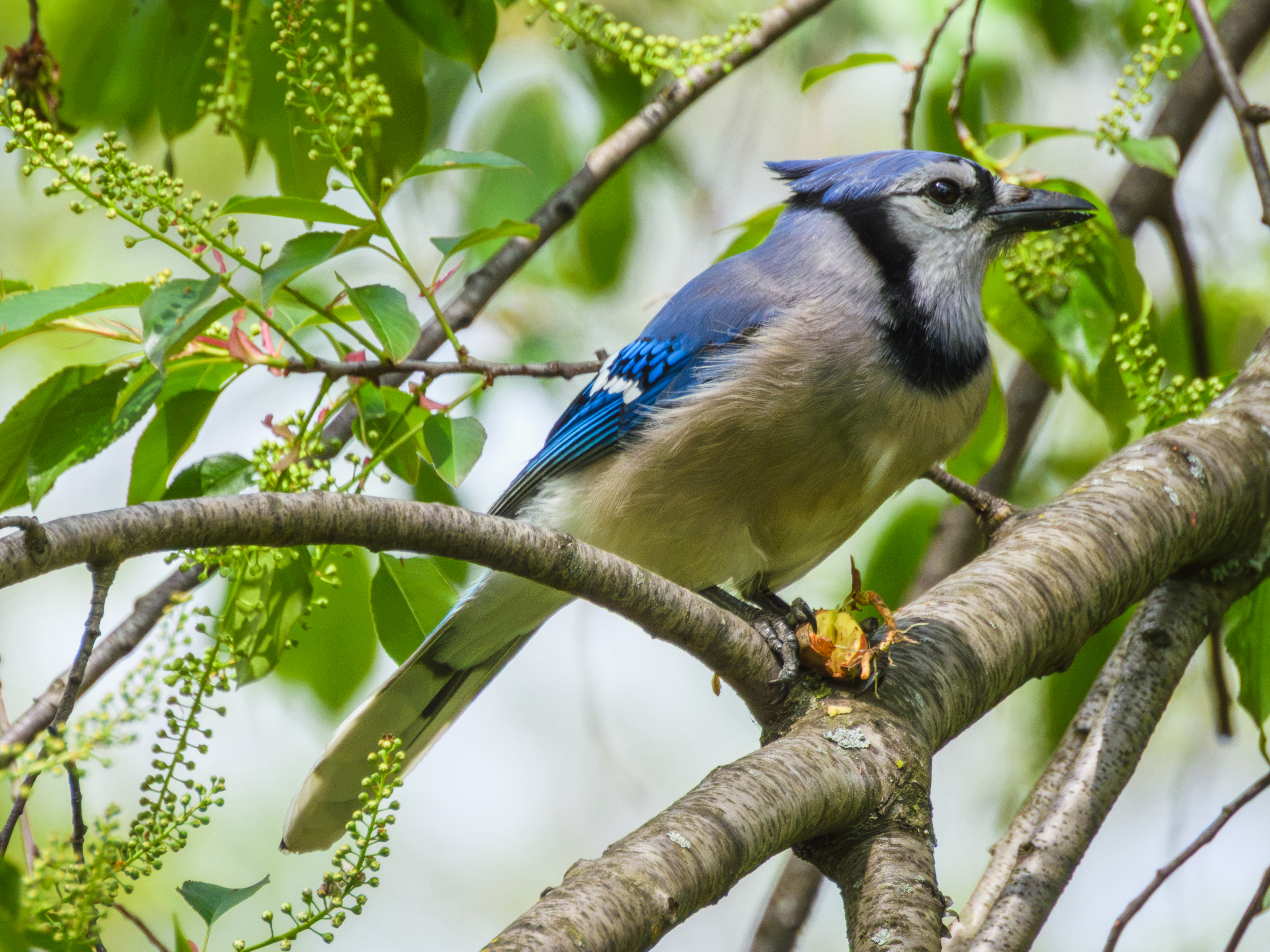 Bluejay eating Nut