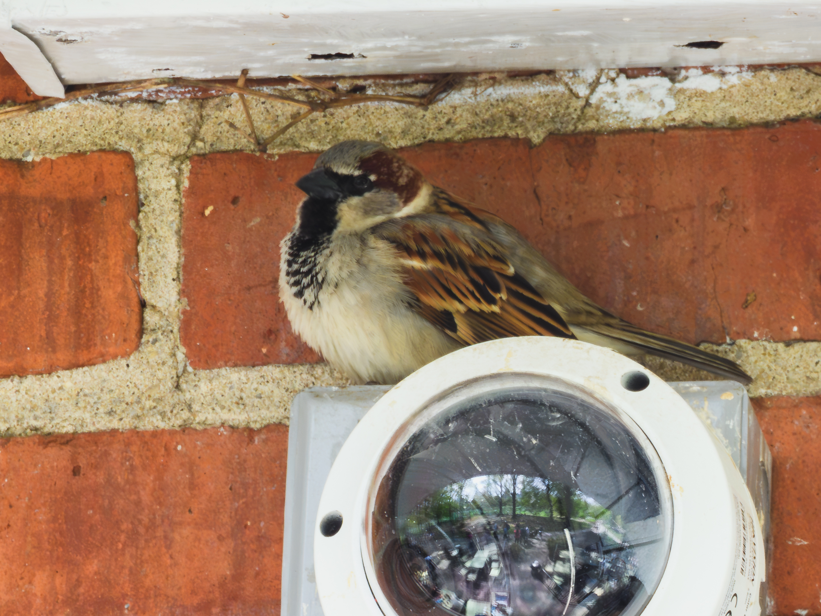 Survellience Sparrow