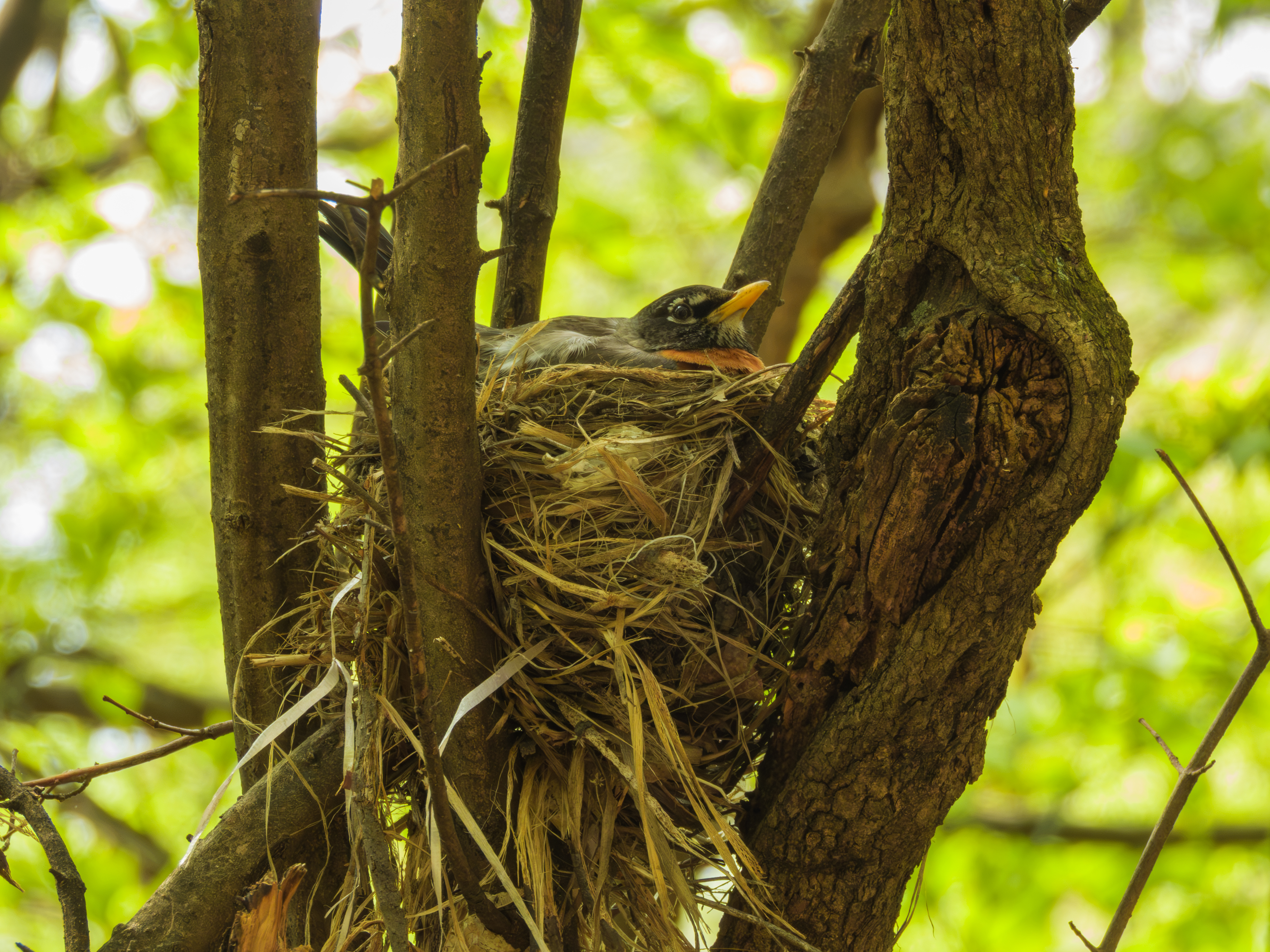 Nesting Robin