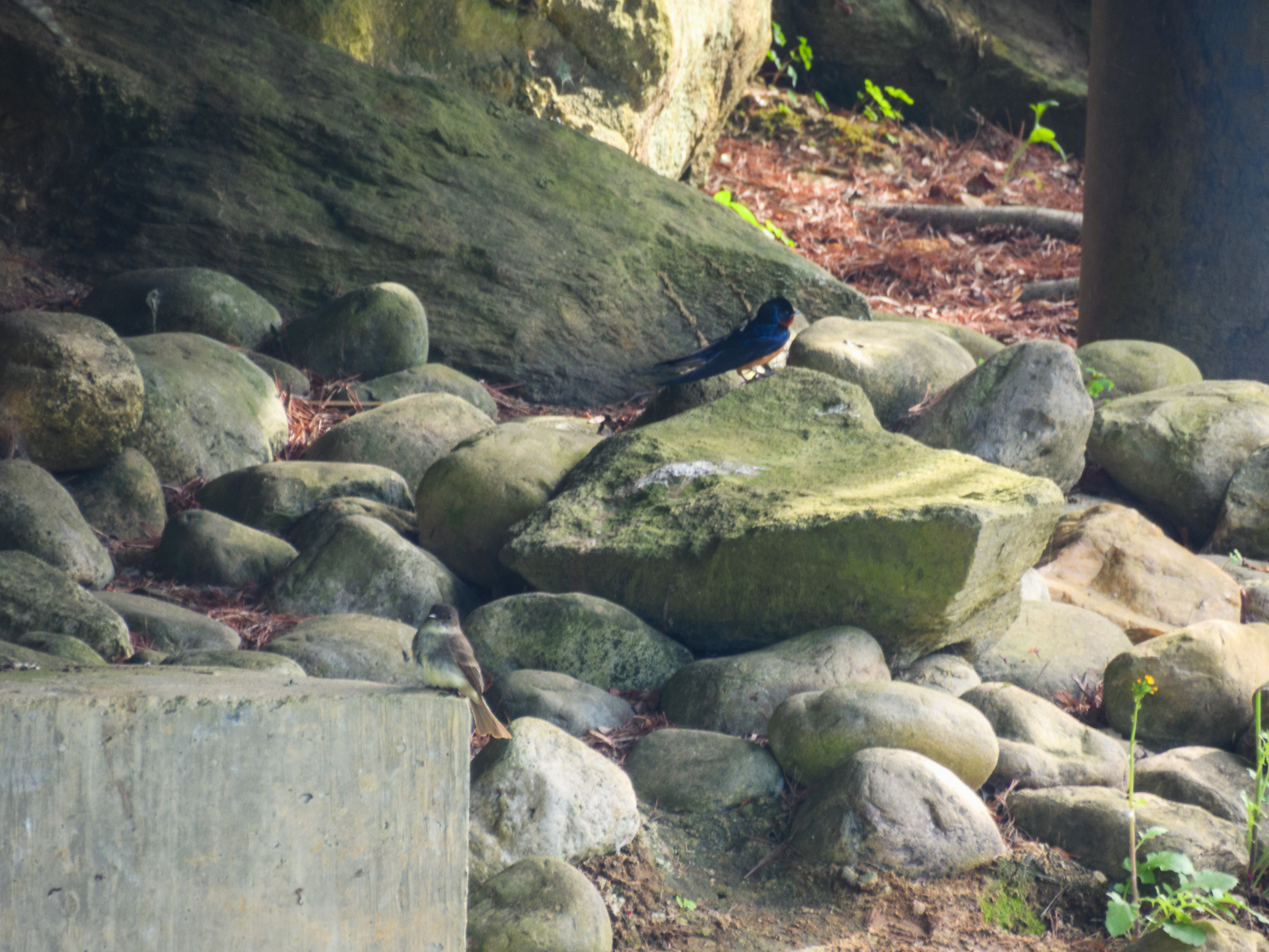 Barn Swallow and Eastern Phoebe