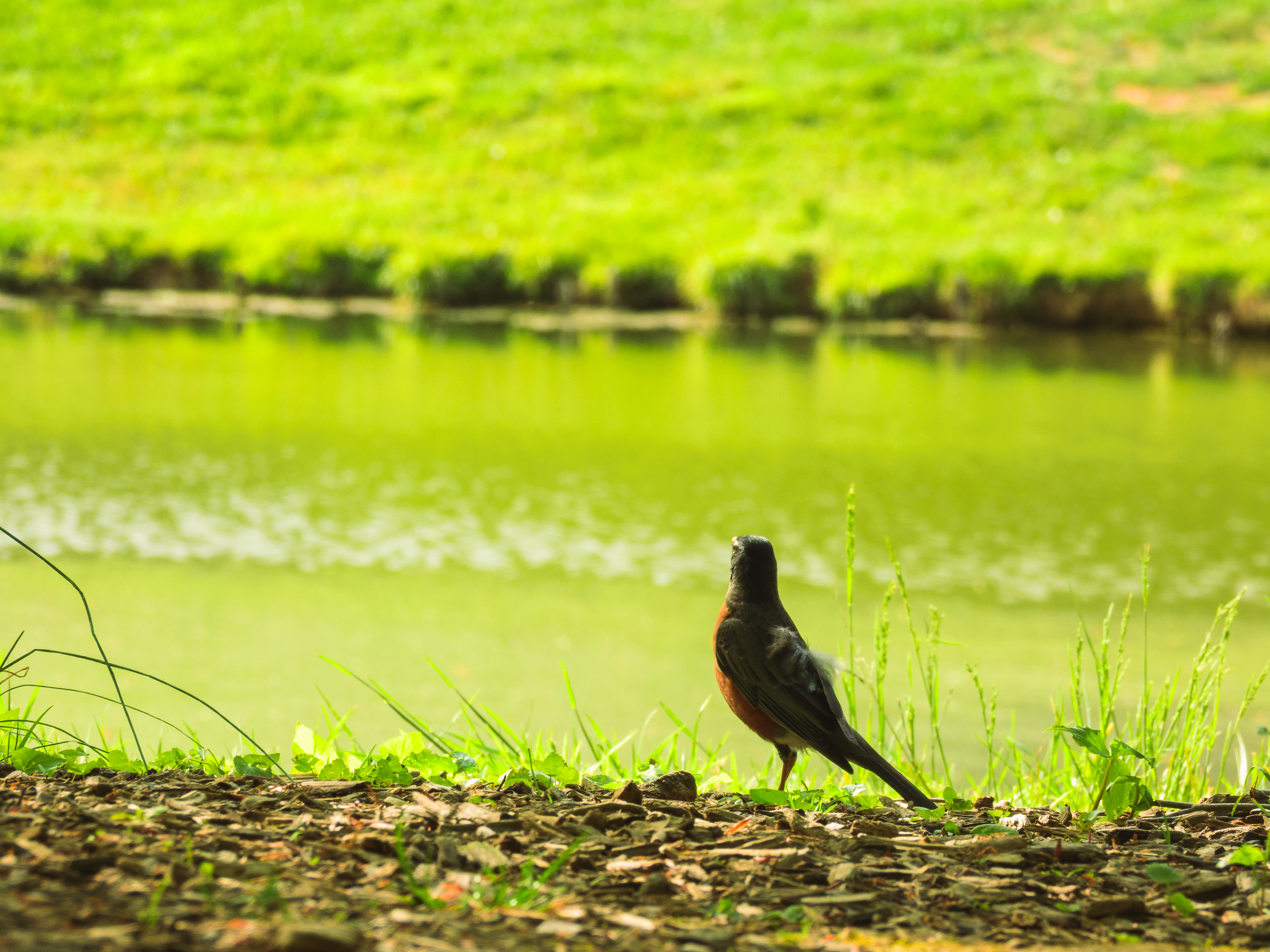 Robin by the Lakeside