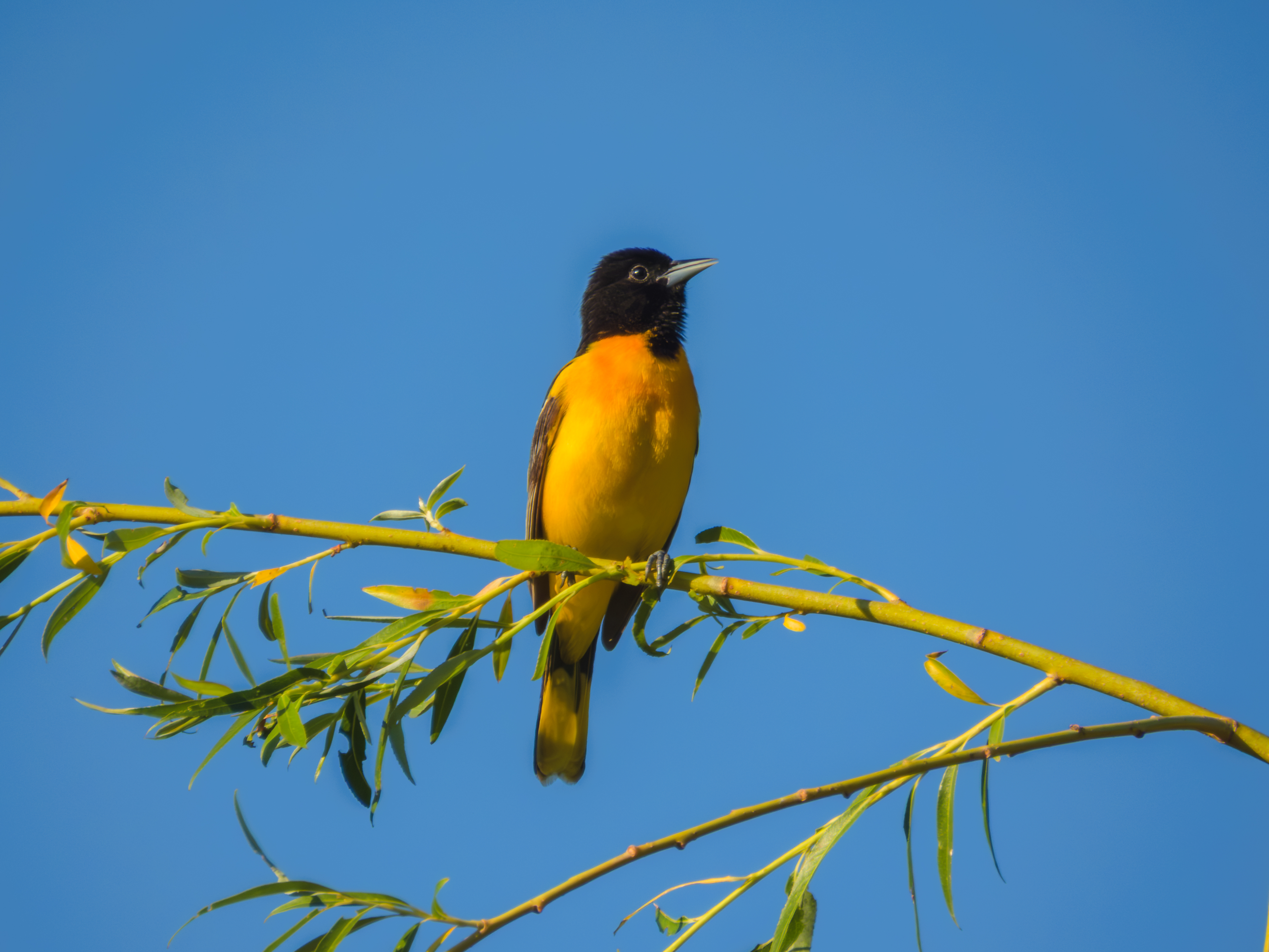Baltimore Oriole