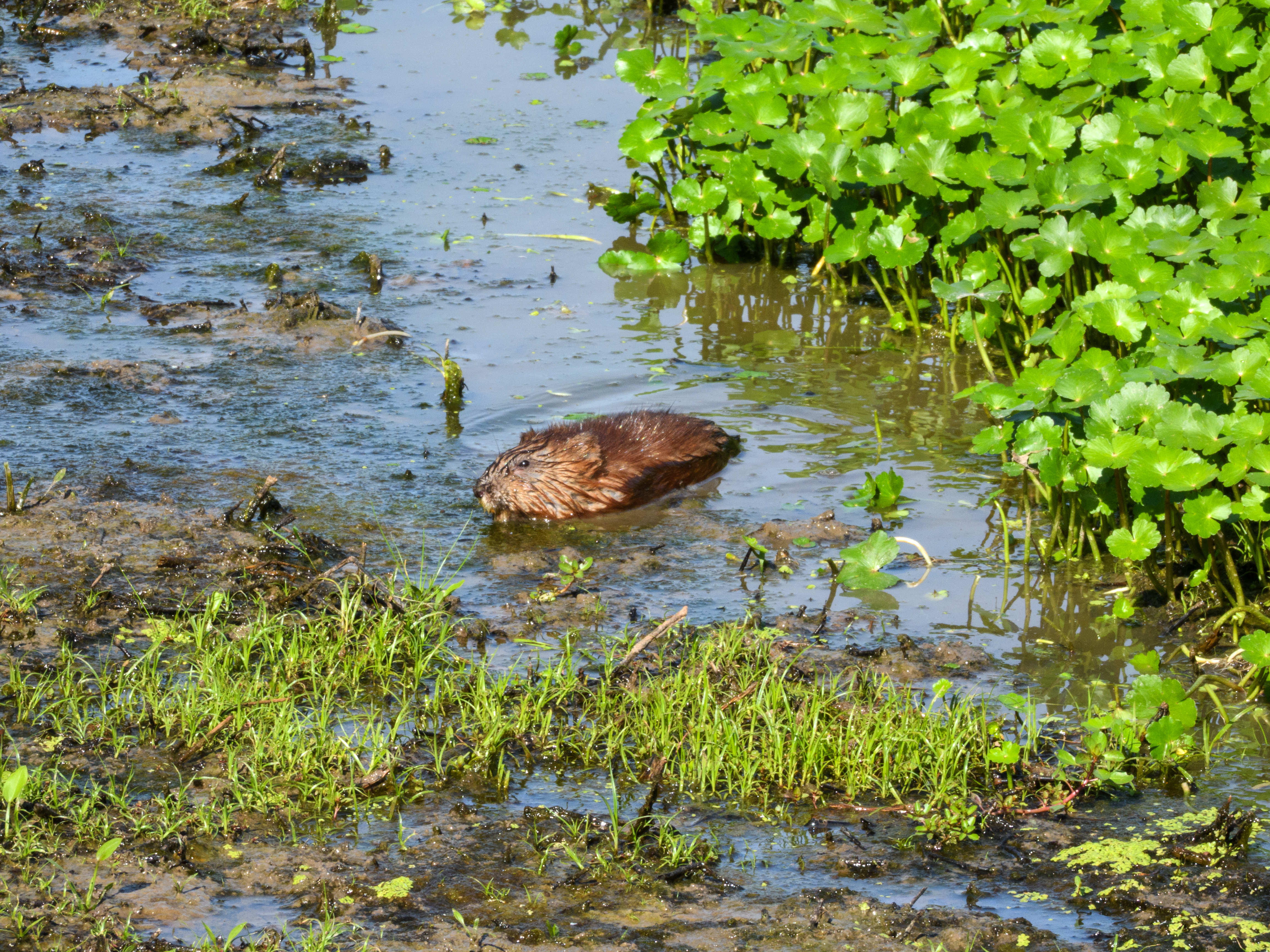 Muskrat?