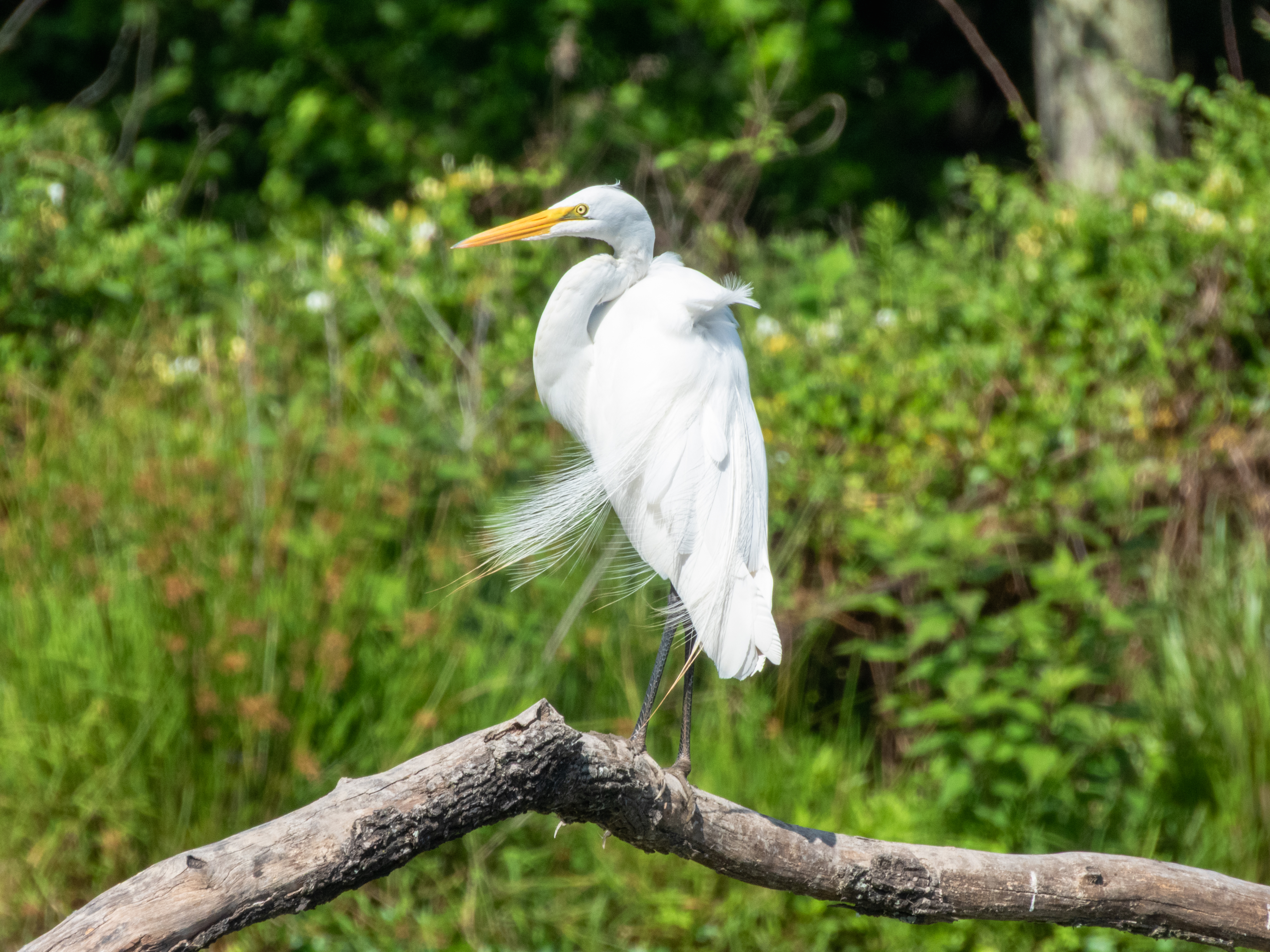 Great Egret