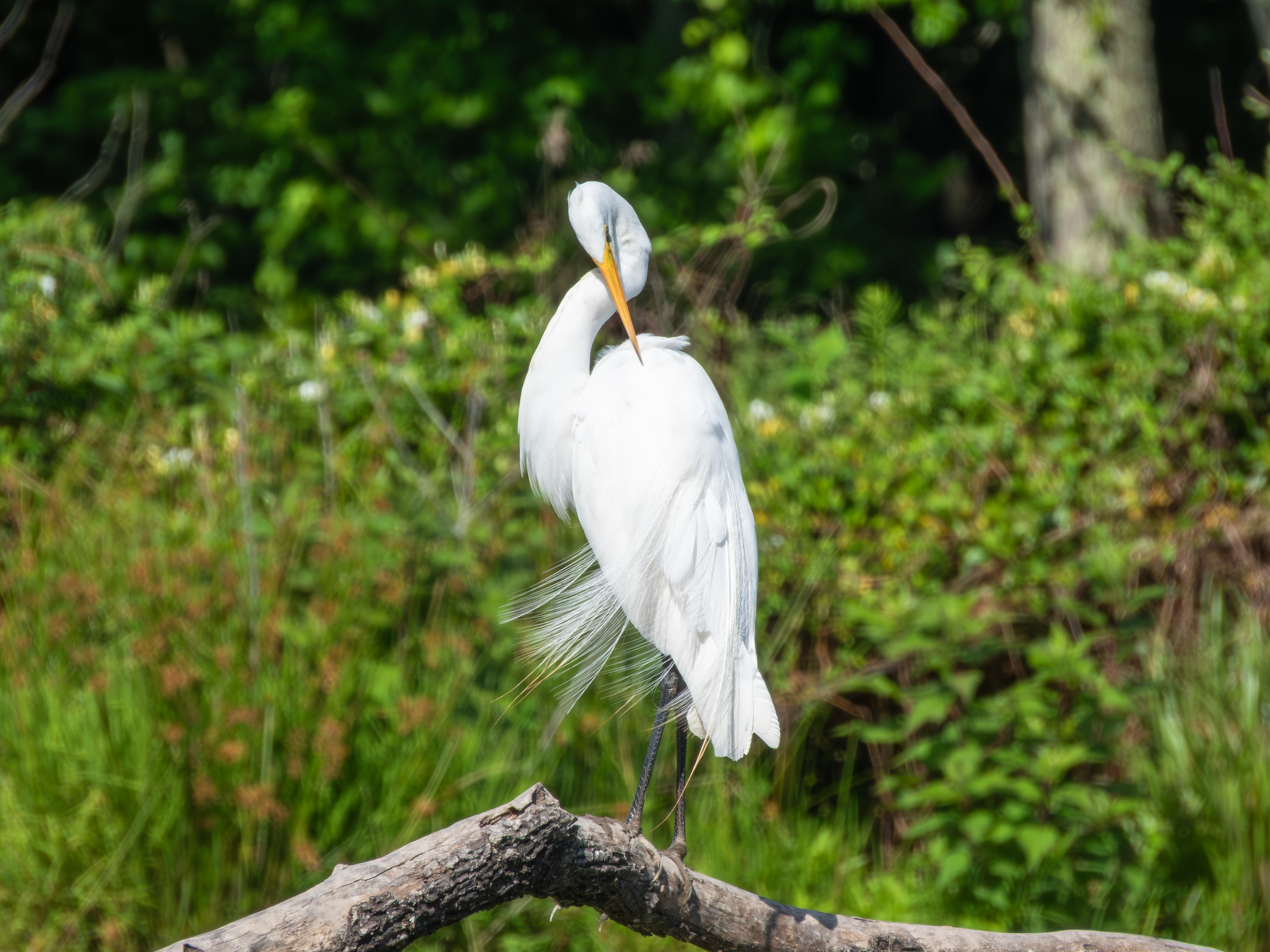 Great Egret